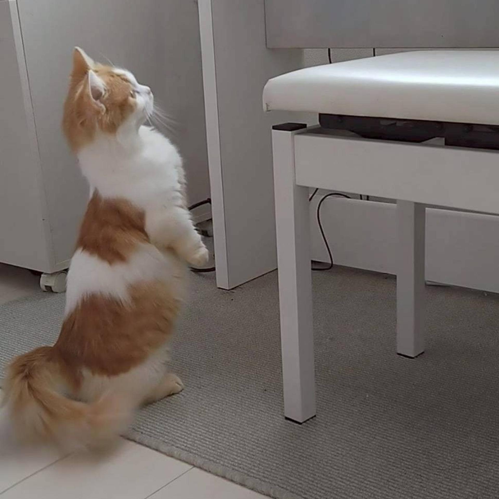 pet-image-3