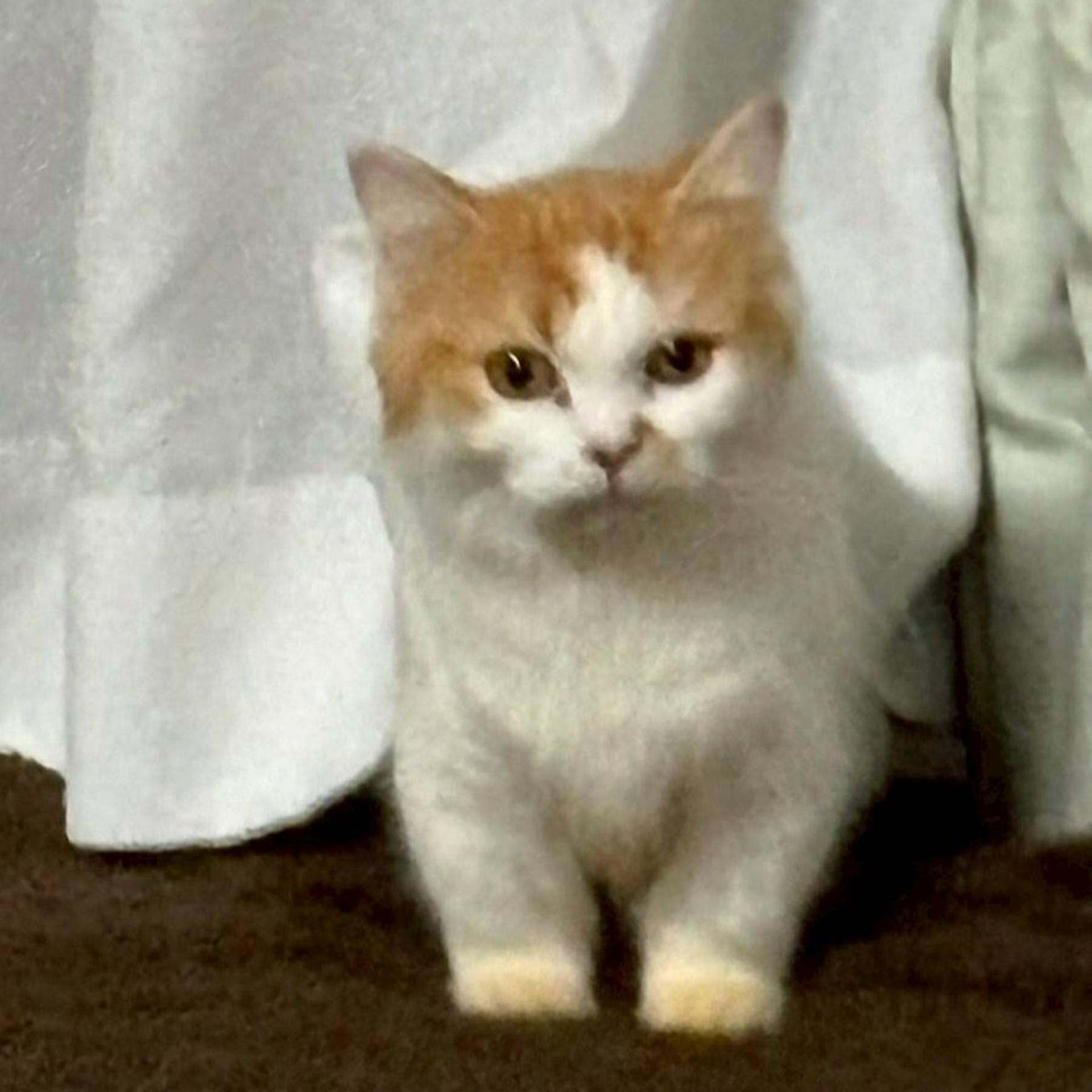 pet-image-6