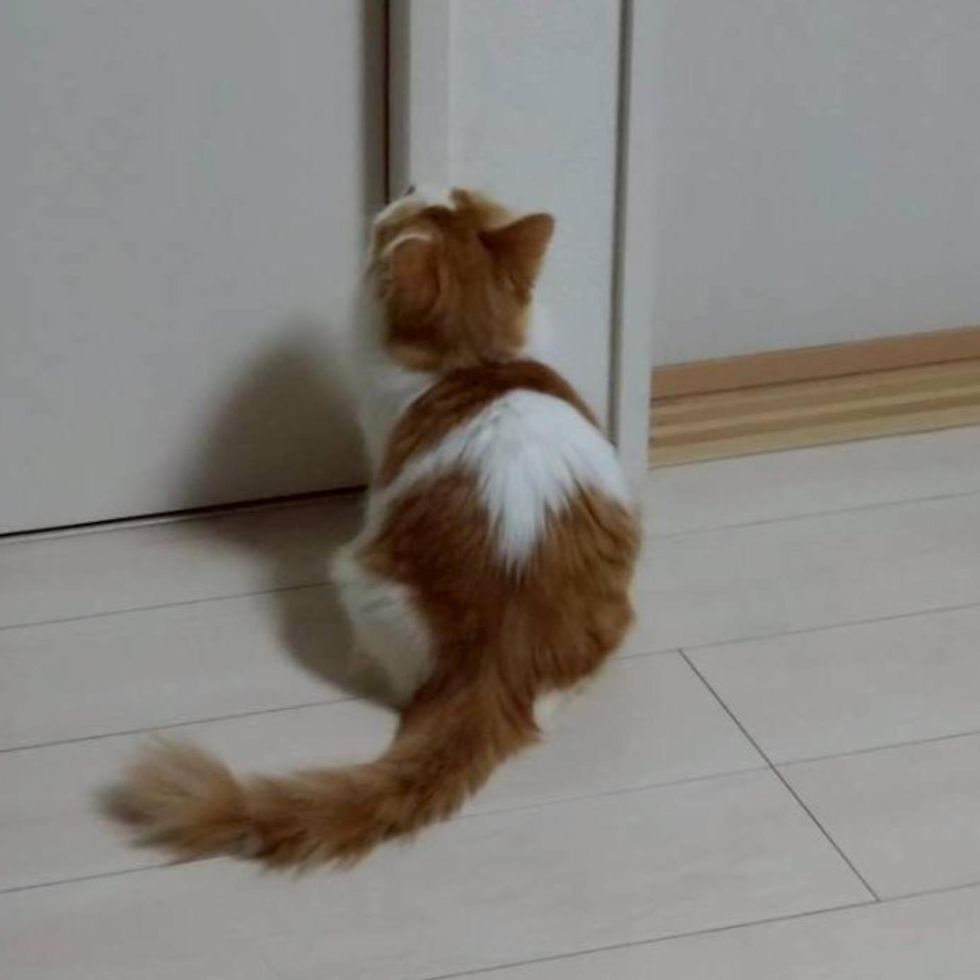 pet-image-9