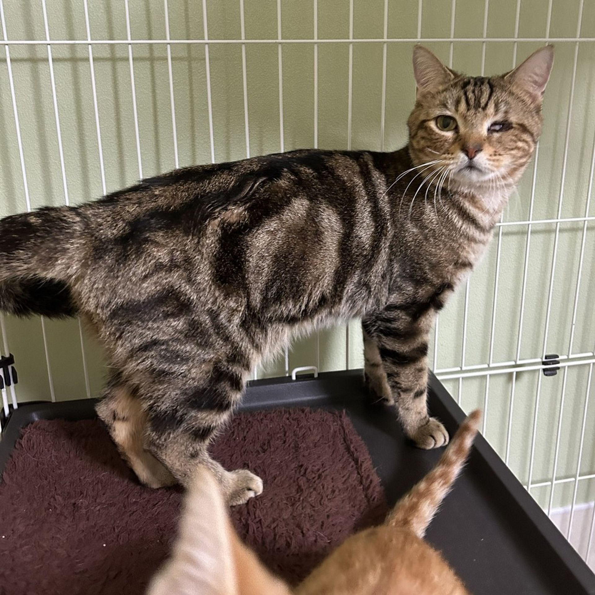 雑種（ミックス猫）・オスの里親募集の写真