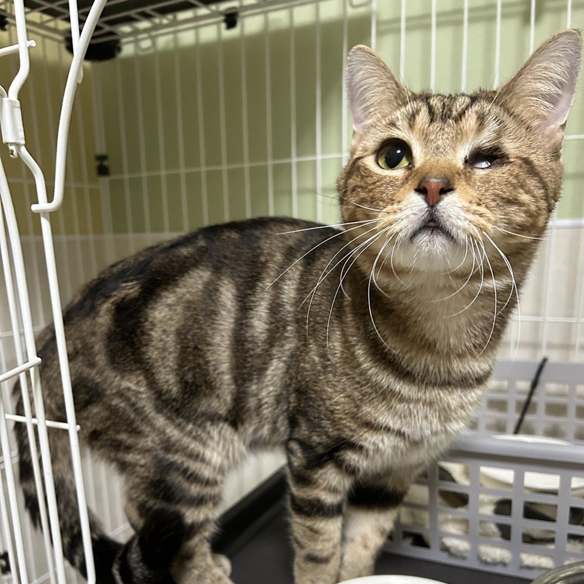 pet-image-2