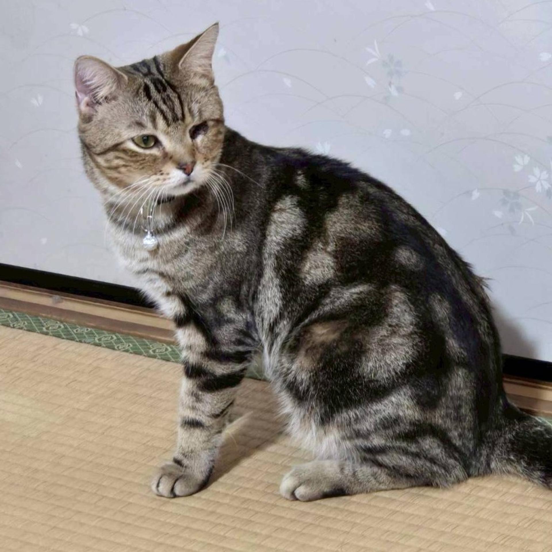 pet-image-3