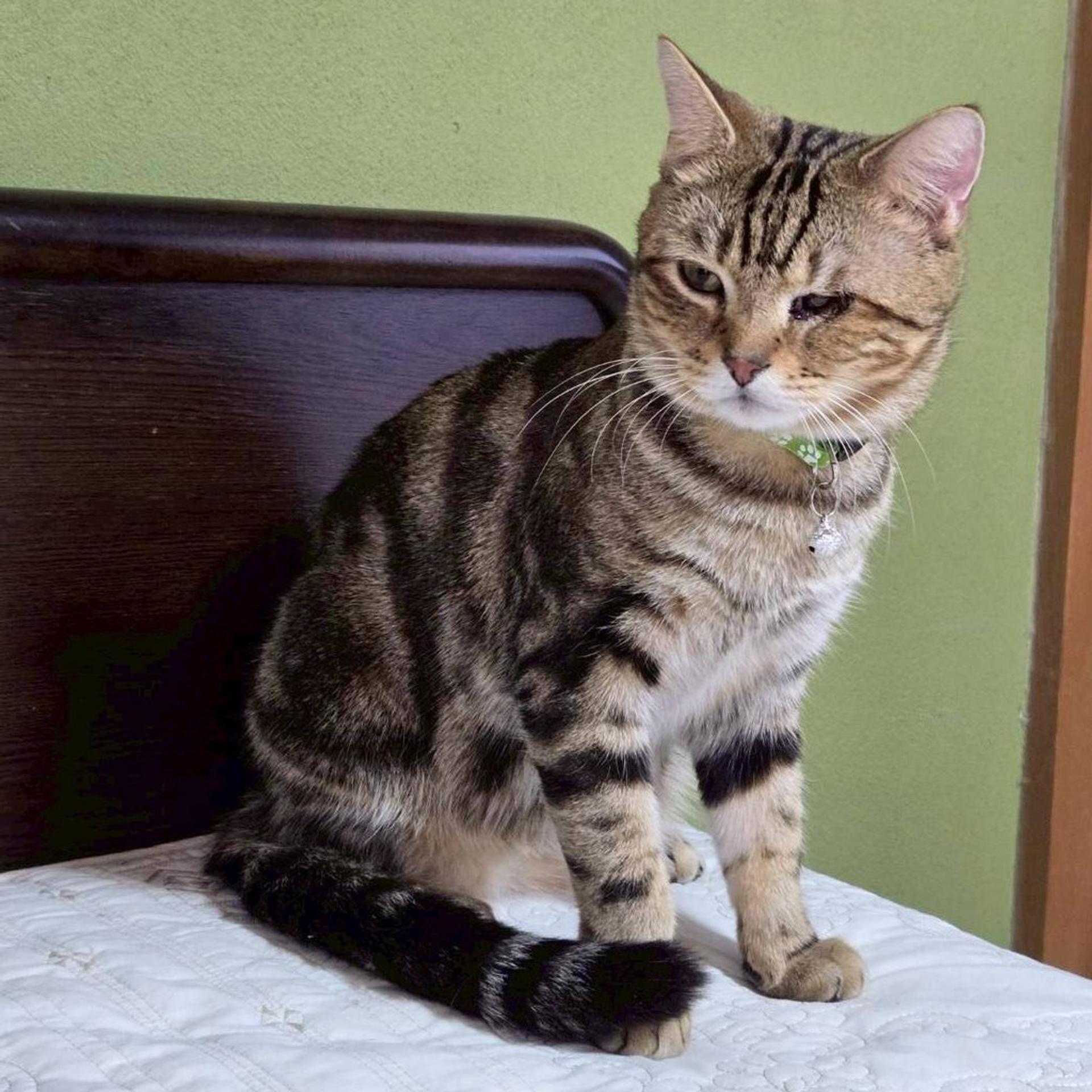pet-image-4
