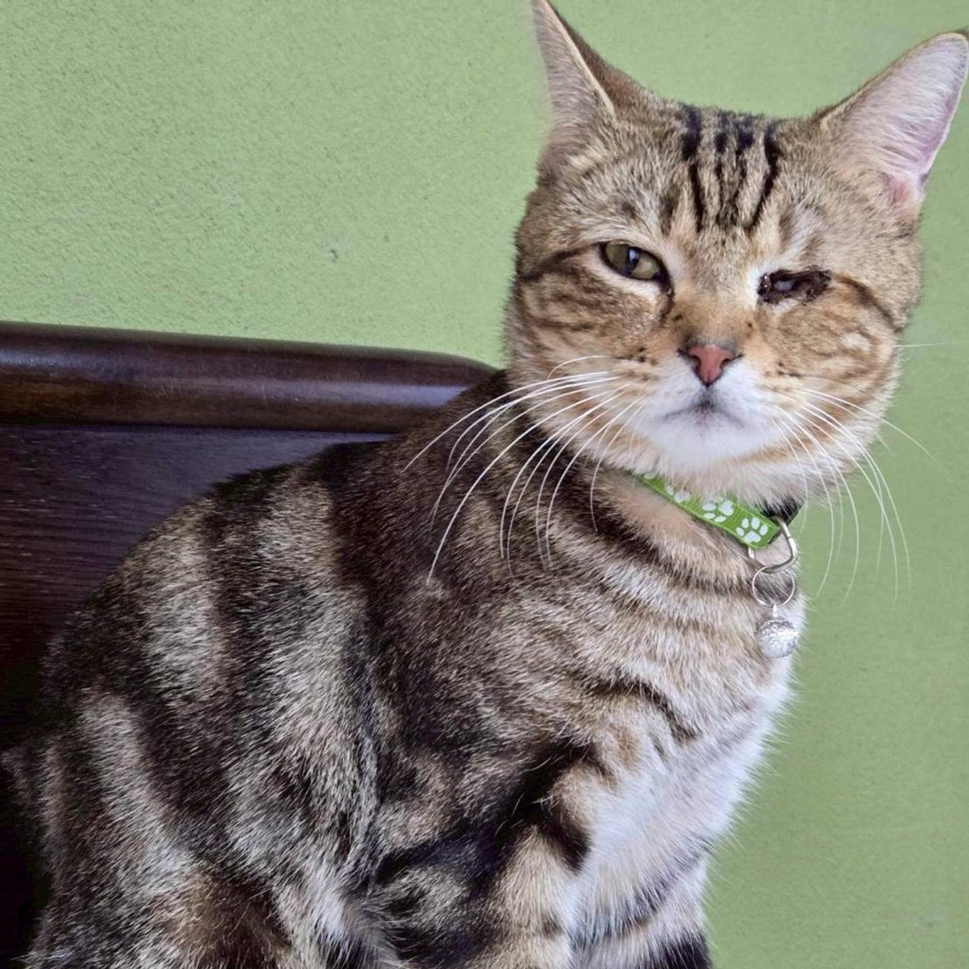 pet-image-6