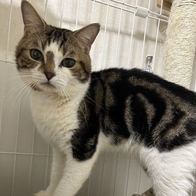 雑種（ミックス猫）・メスの里親募集の写真