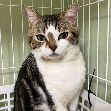 雑種（ミックス猫）・オスの里親募集の写真