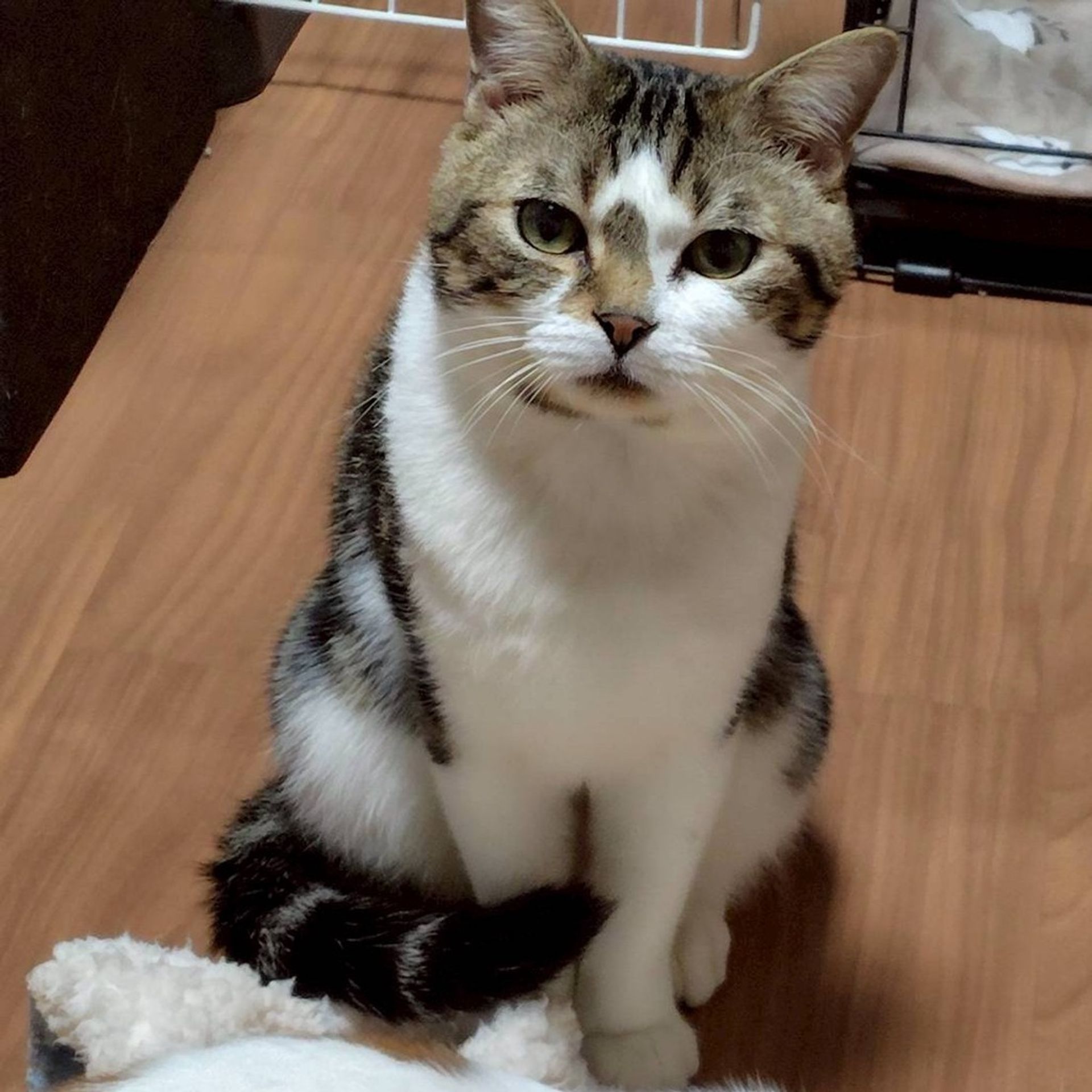 雑種（ミックス猫）・オスの里親募集の写真