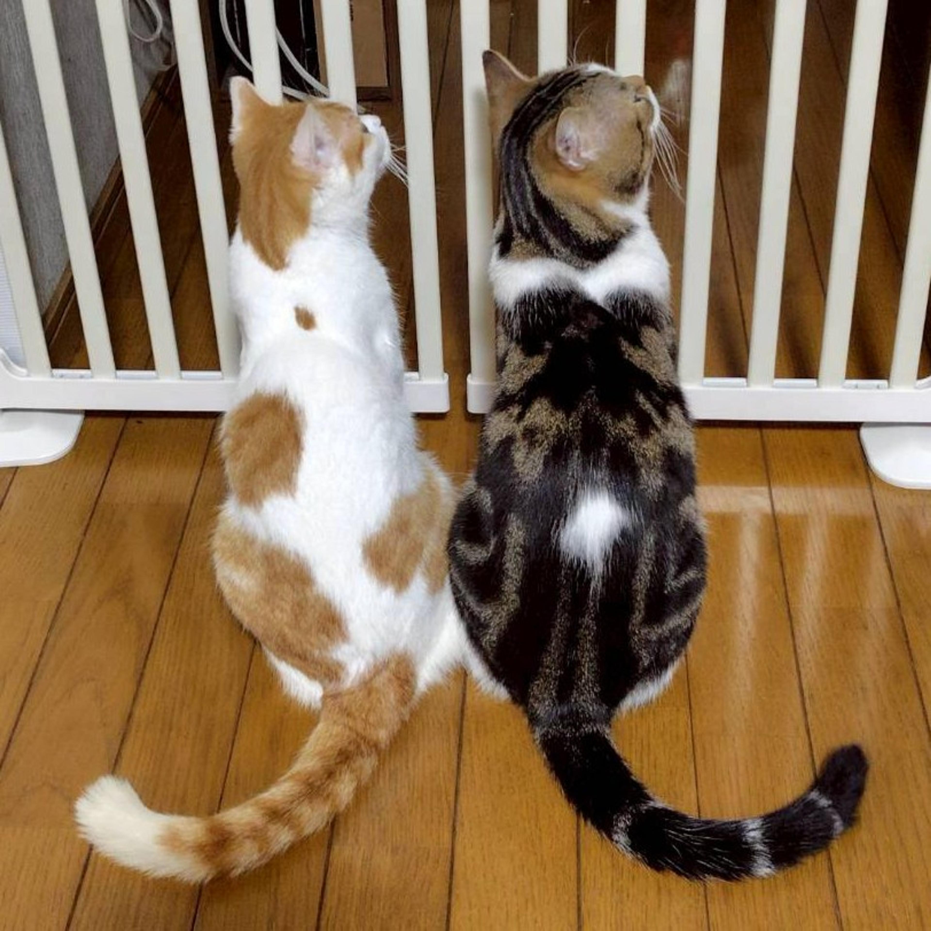 pet-image-5