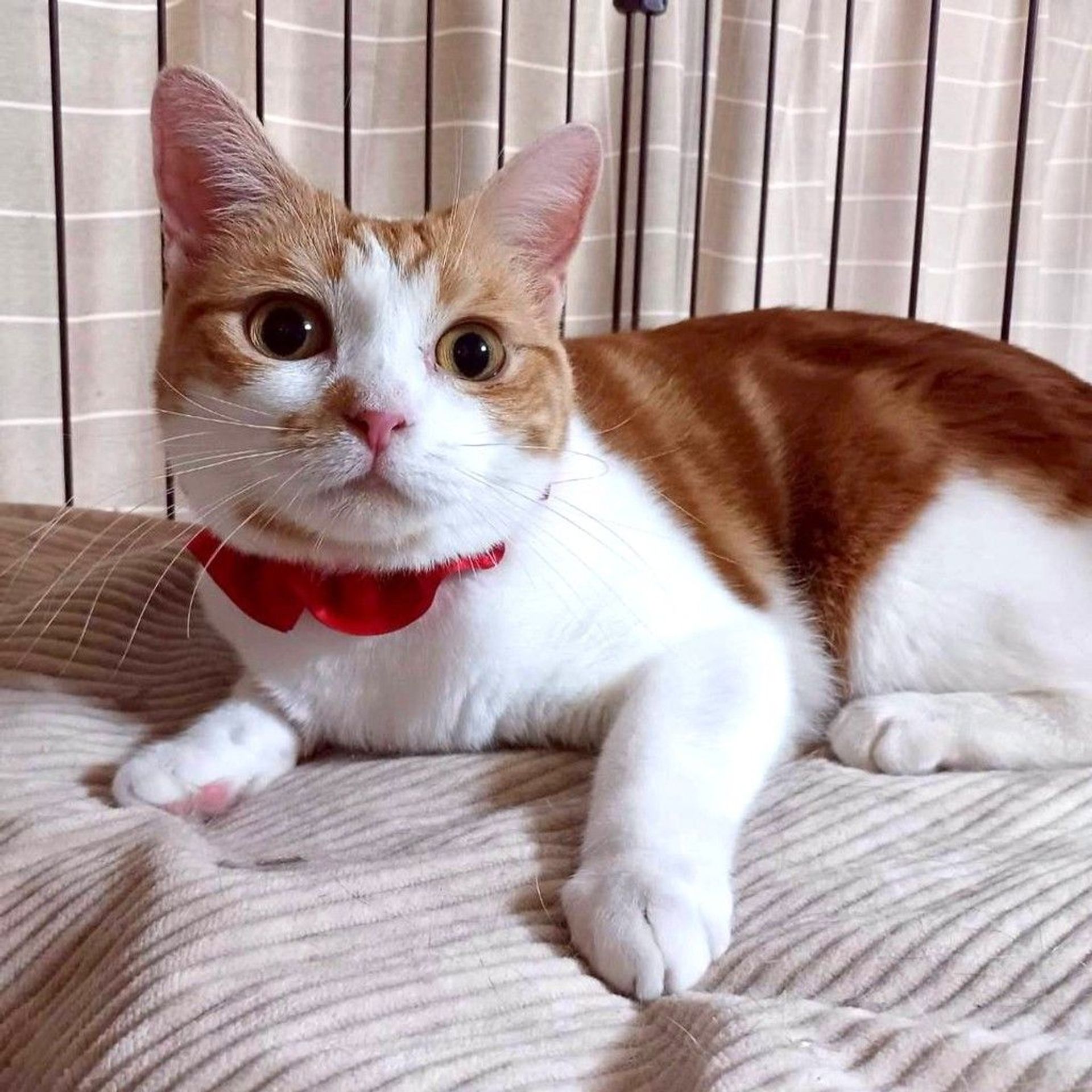 雑種（ミックス猫）・メスの里親募集の写真