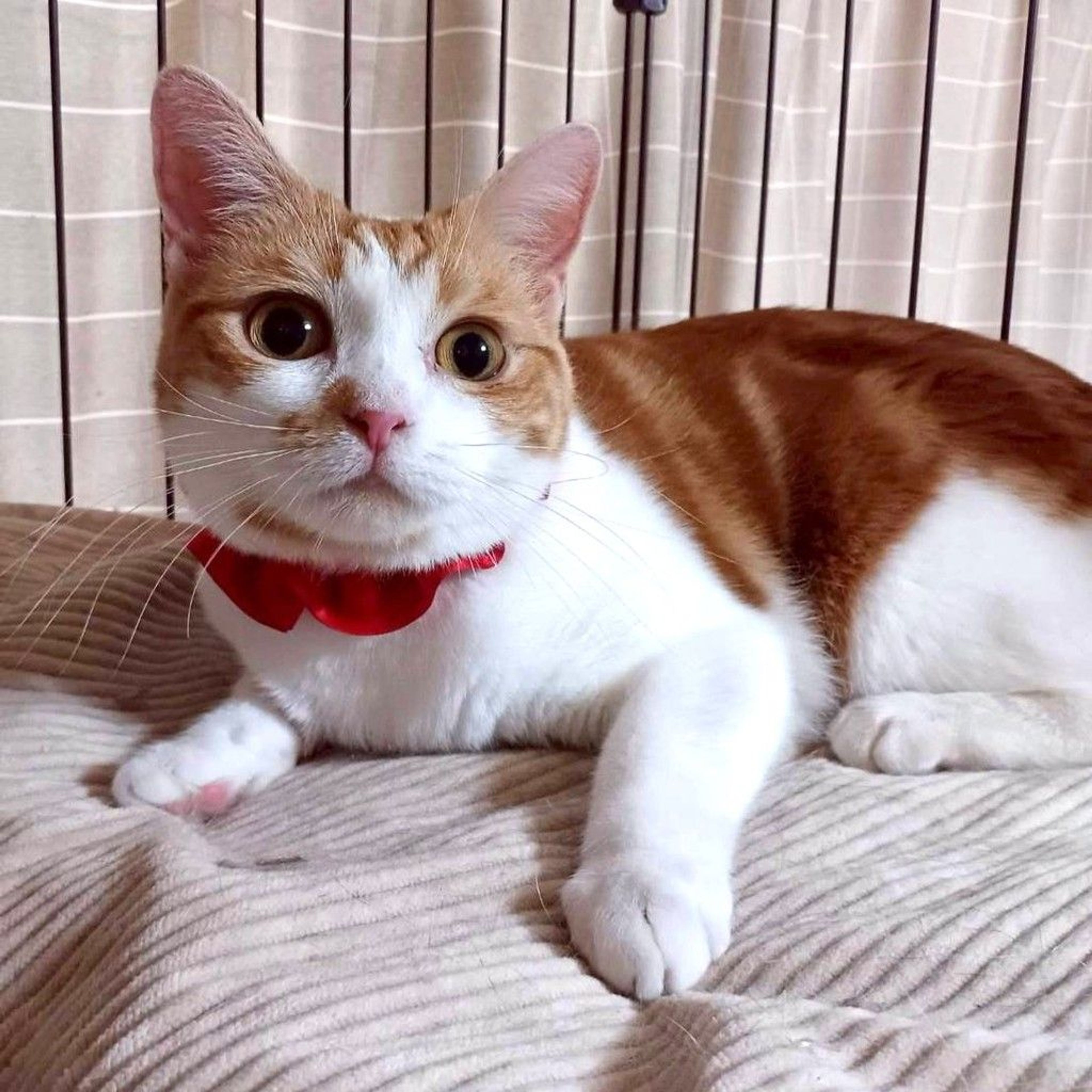 雑種（ミックス猫）・メスの里親募集の写真