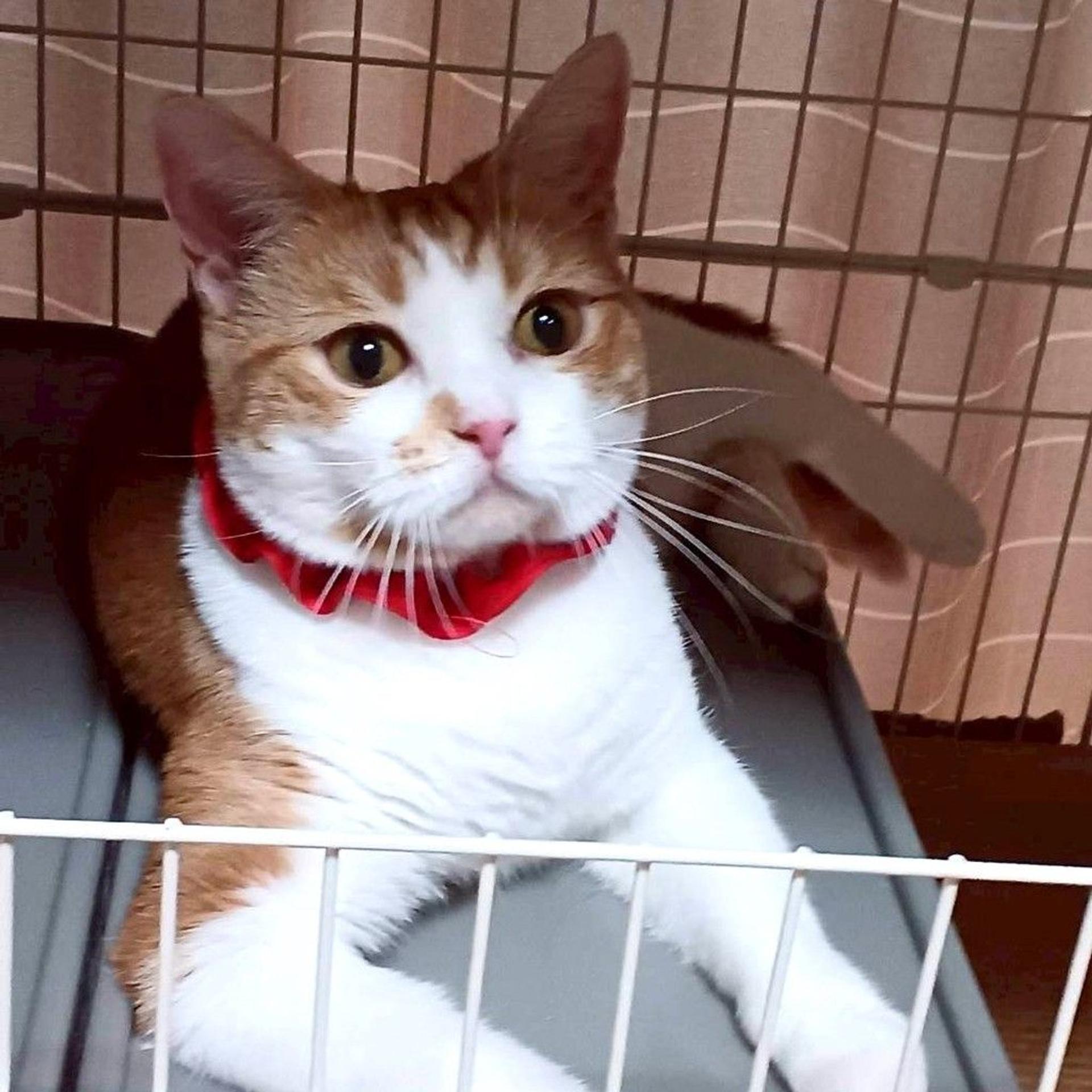 pet-image-3