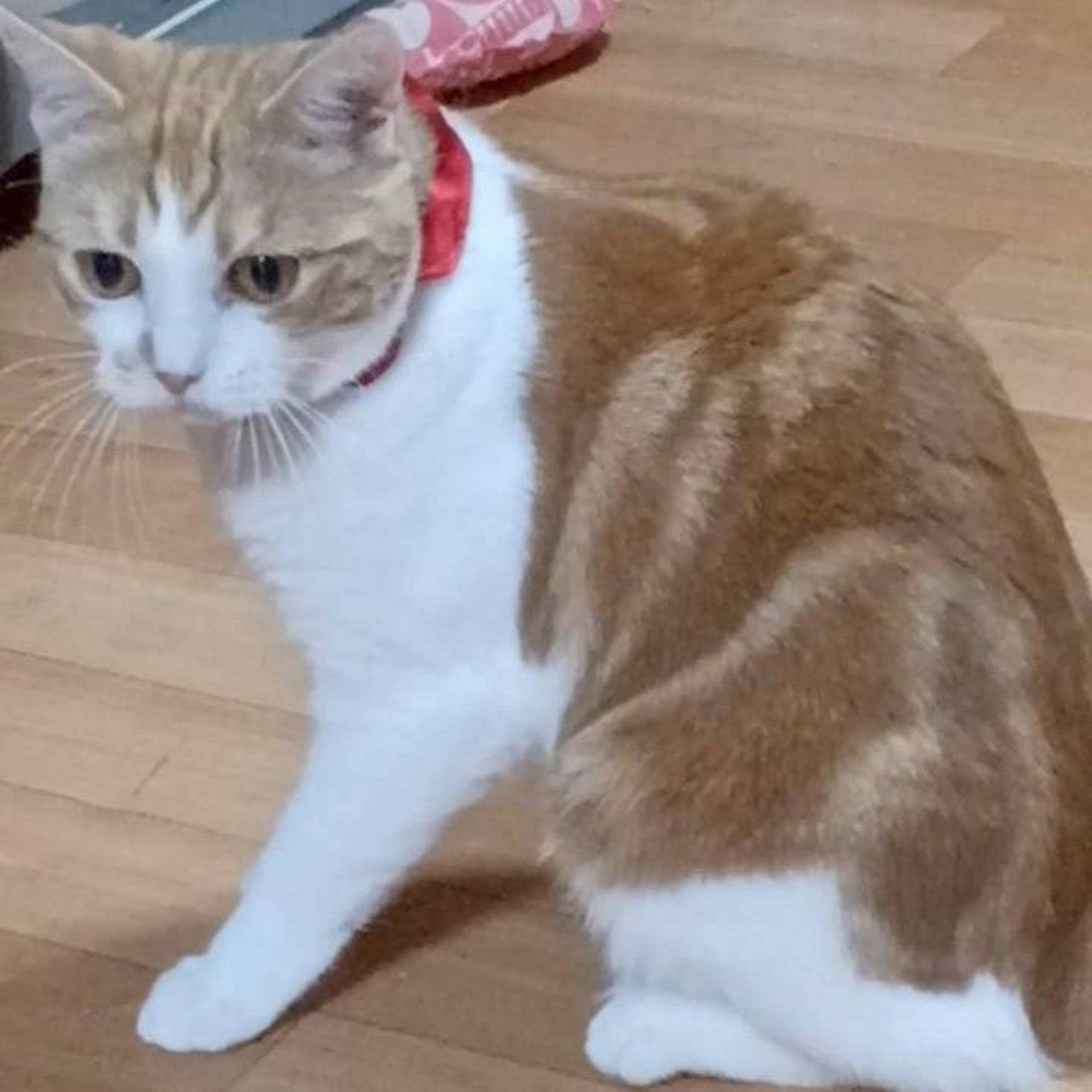 pet-image-5