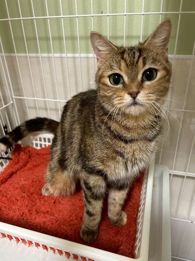 【アメショMIX】ひすいちゃん★ブラウン