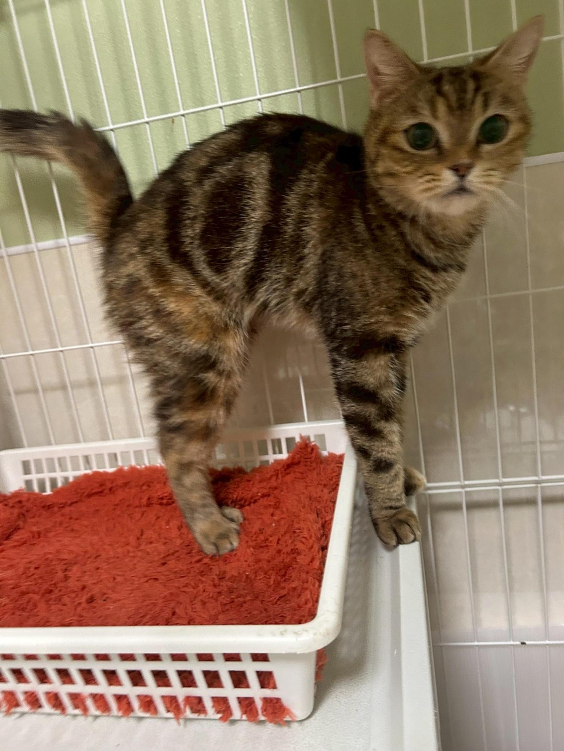 pet-image-4