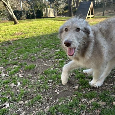 雑種（ミックス犬）・メスの里親募集の写真