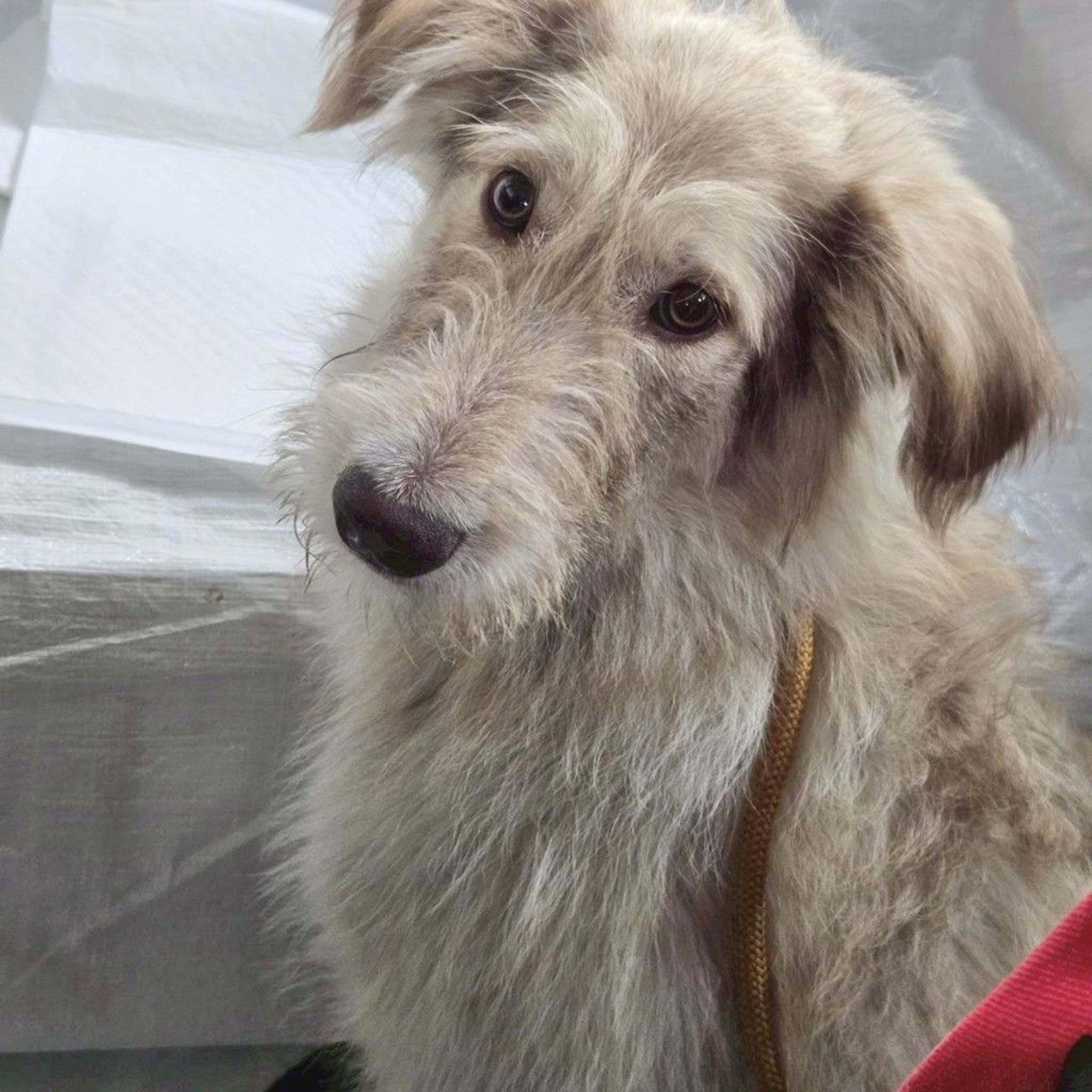 雑種（ミックス犬）・メスの里親募集の写真