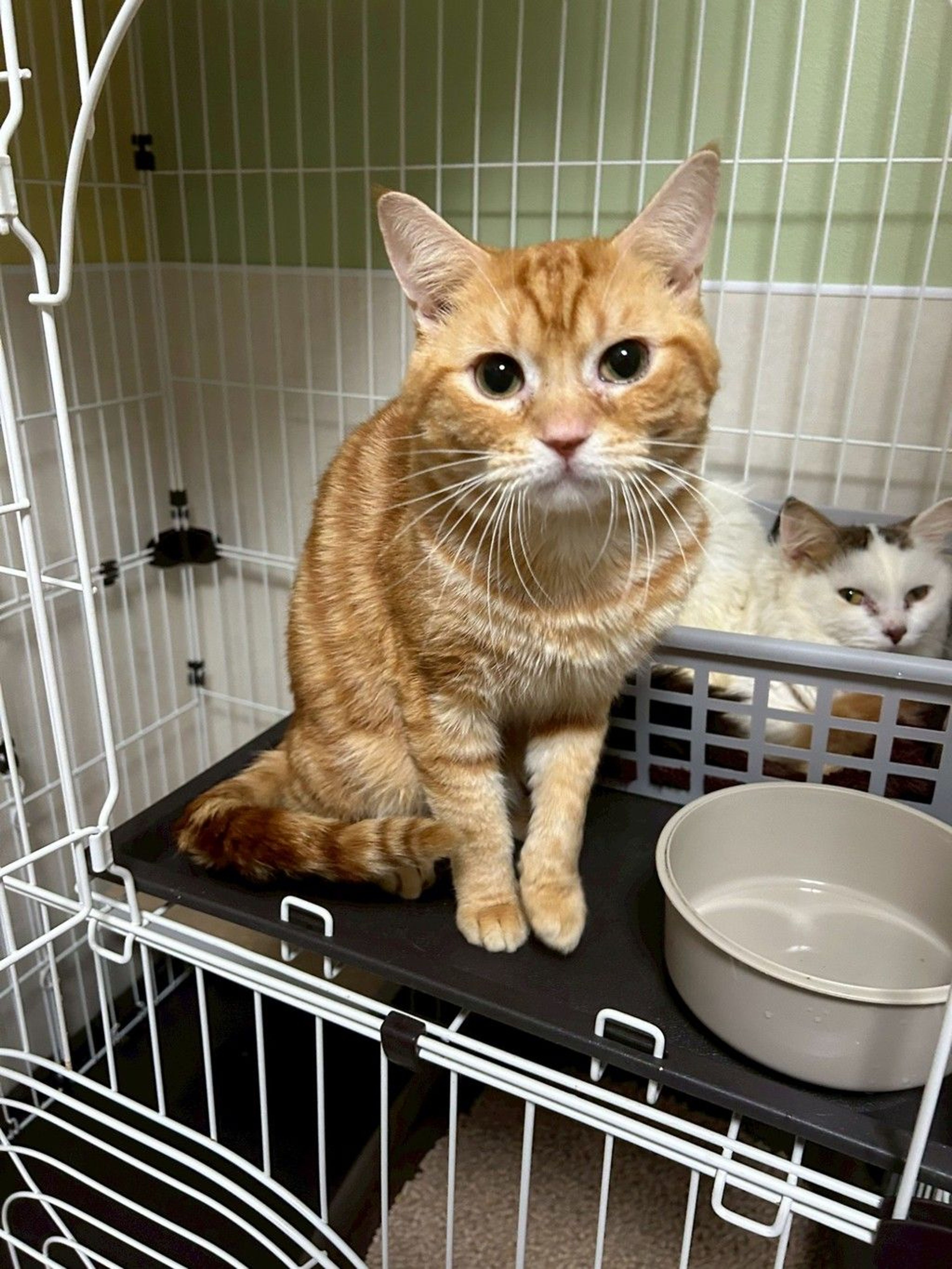 雑種（ミックス猫）・オスの里親募集の写真