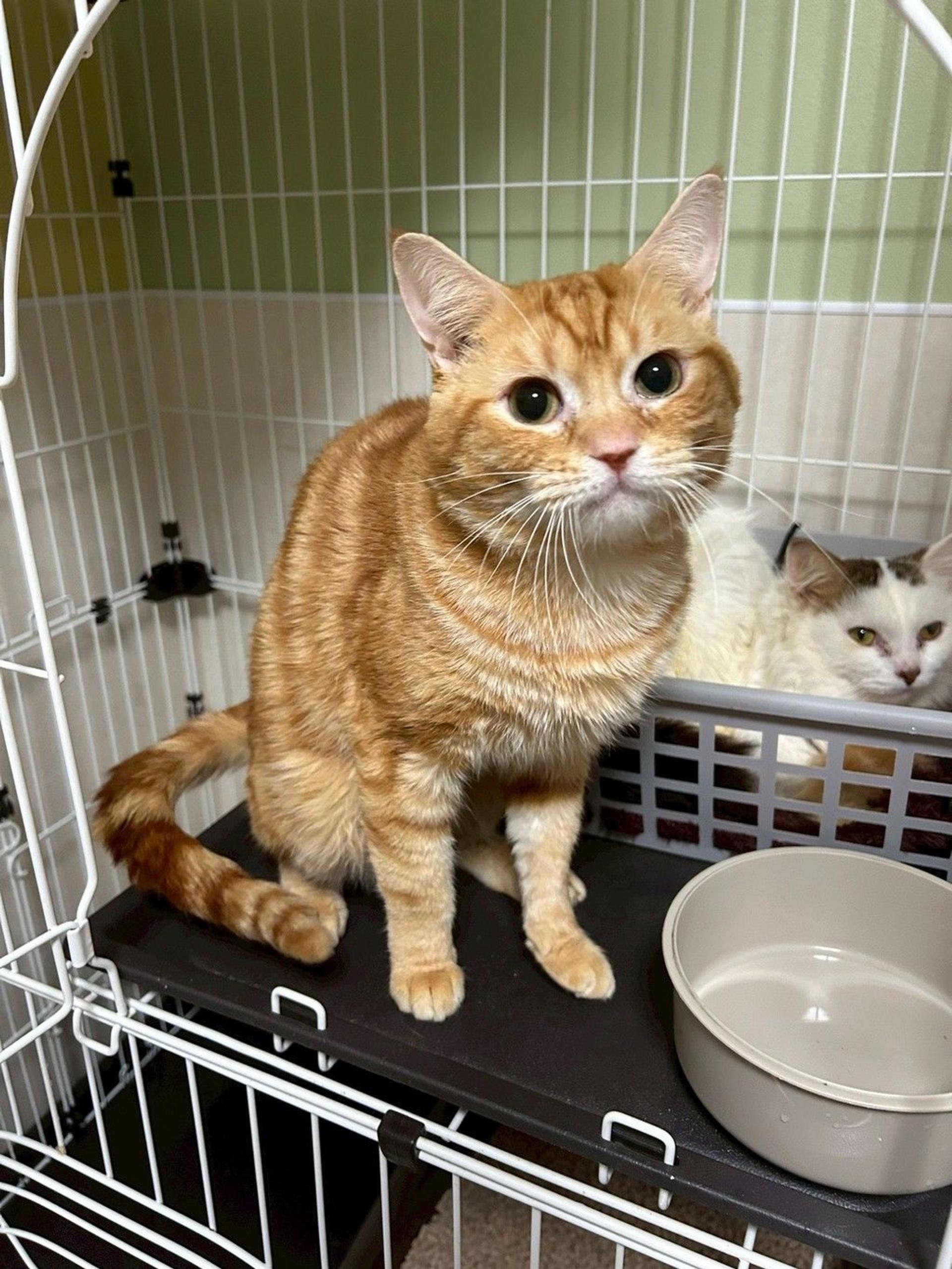 pet-image-3