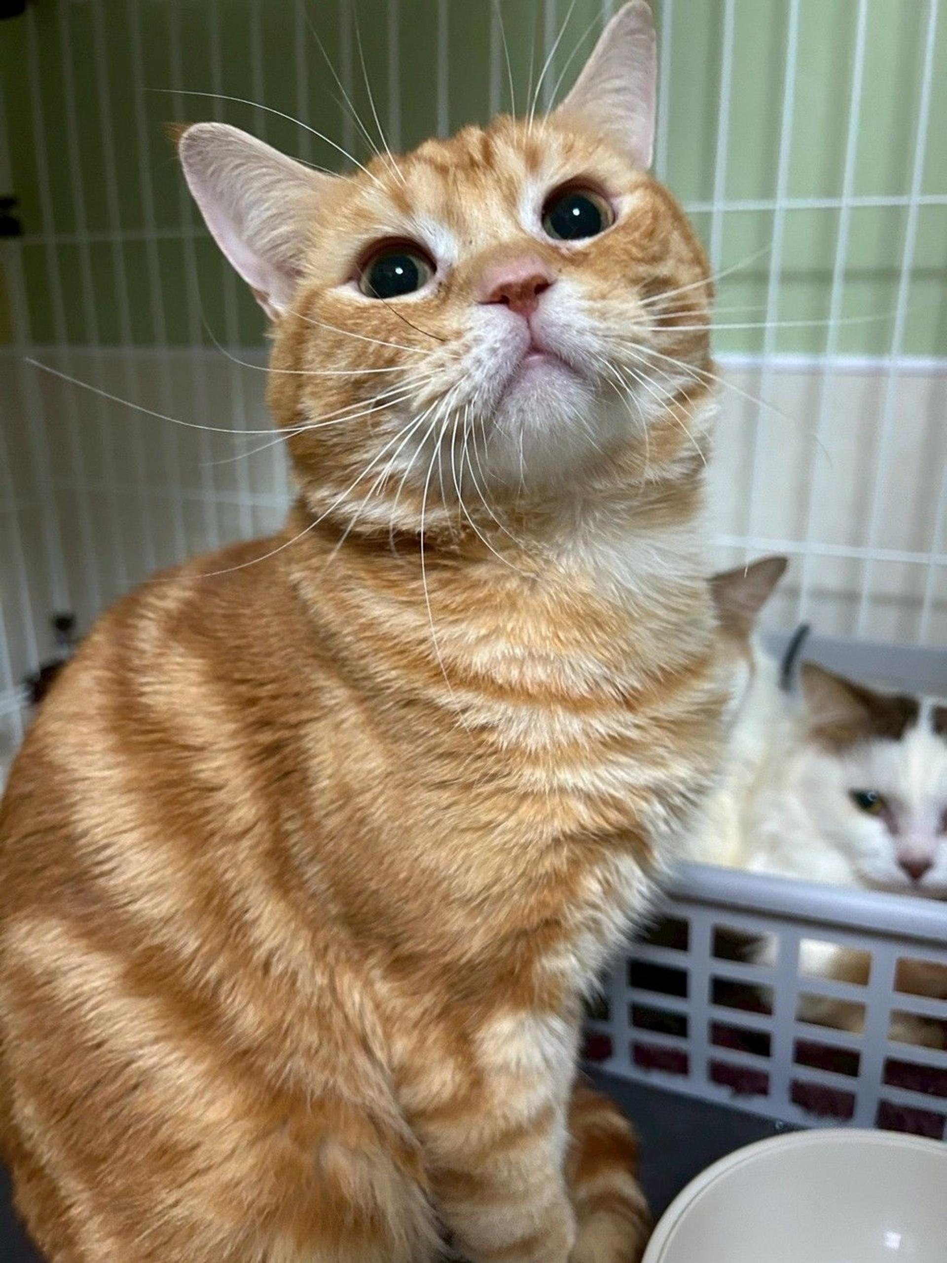 pet-image-5