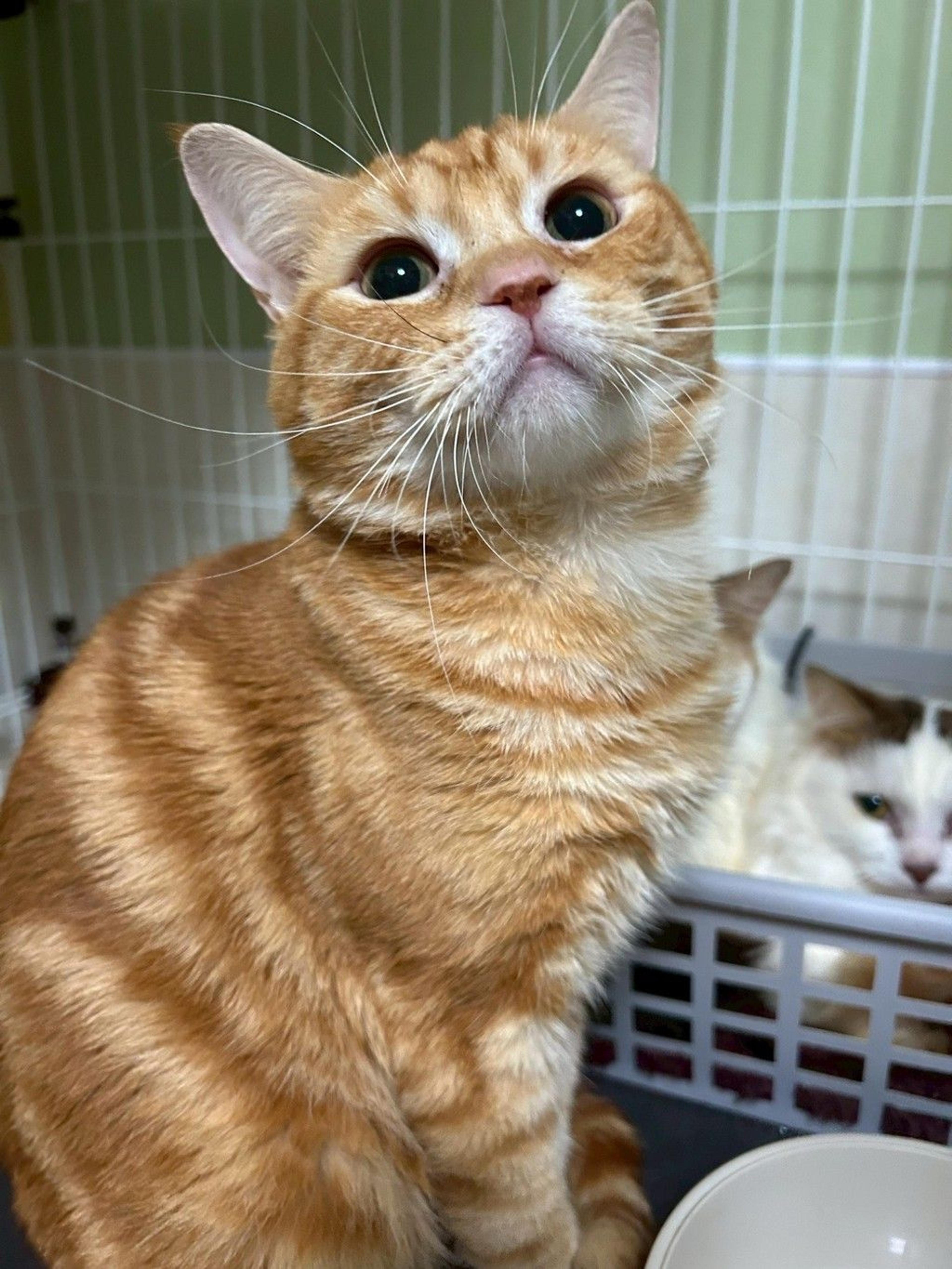 pet-image-5