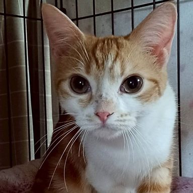 雑種（ミックス猫）・メスの里親募集の写真