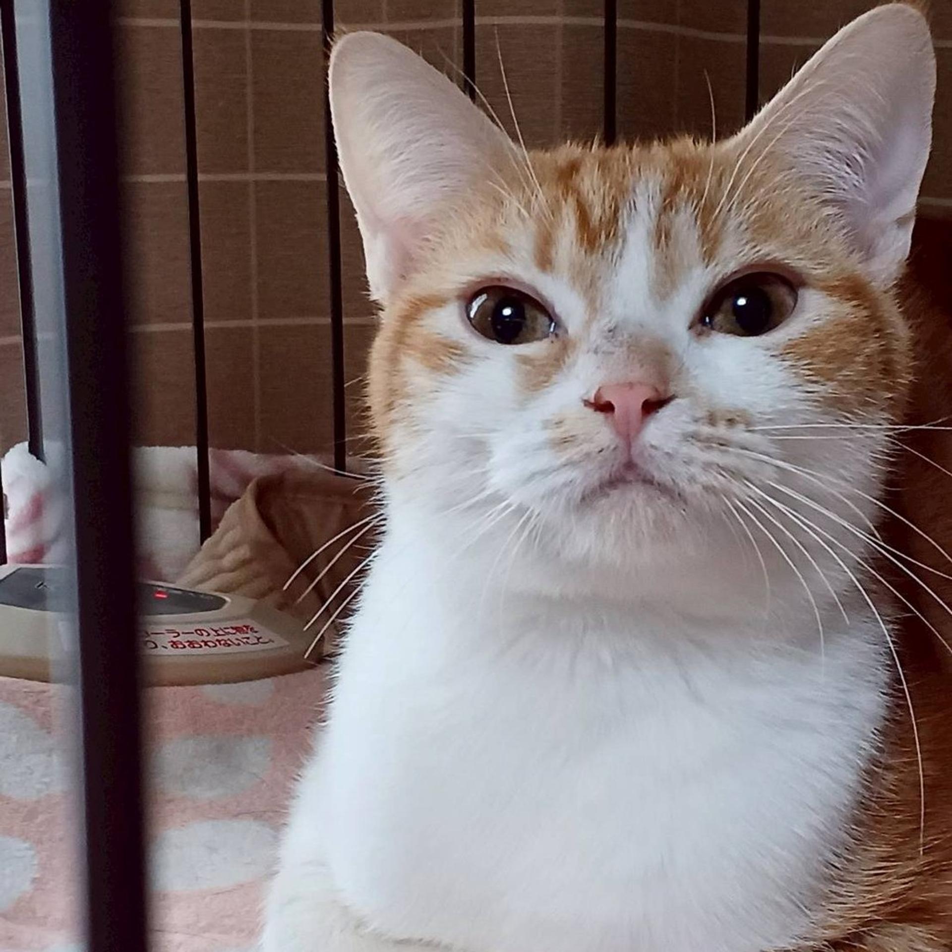 pet-image-2