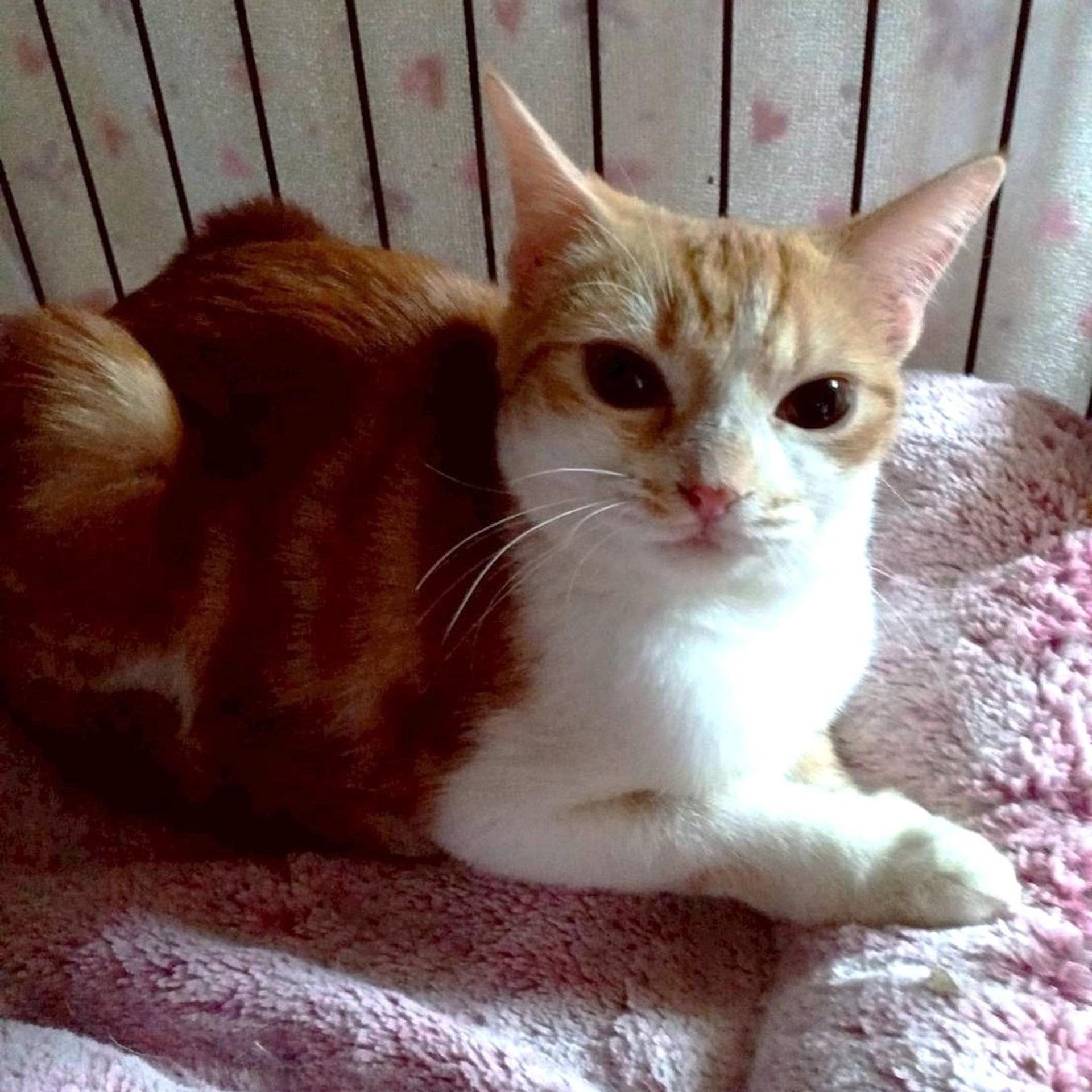 pet-image-4