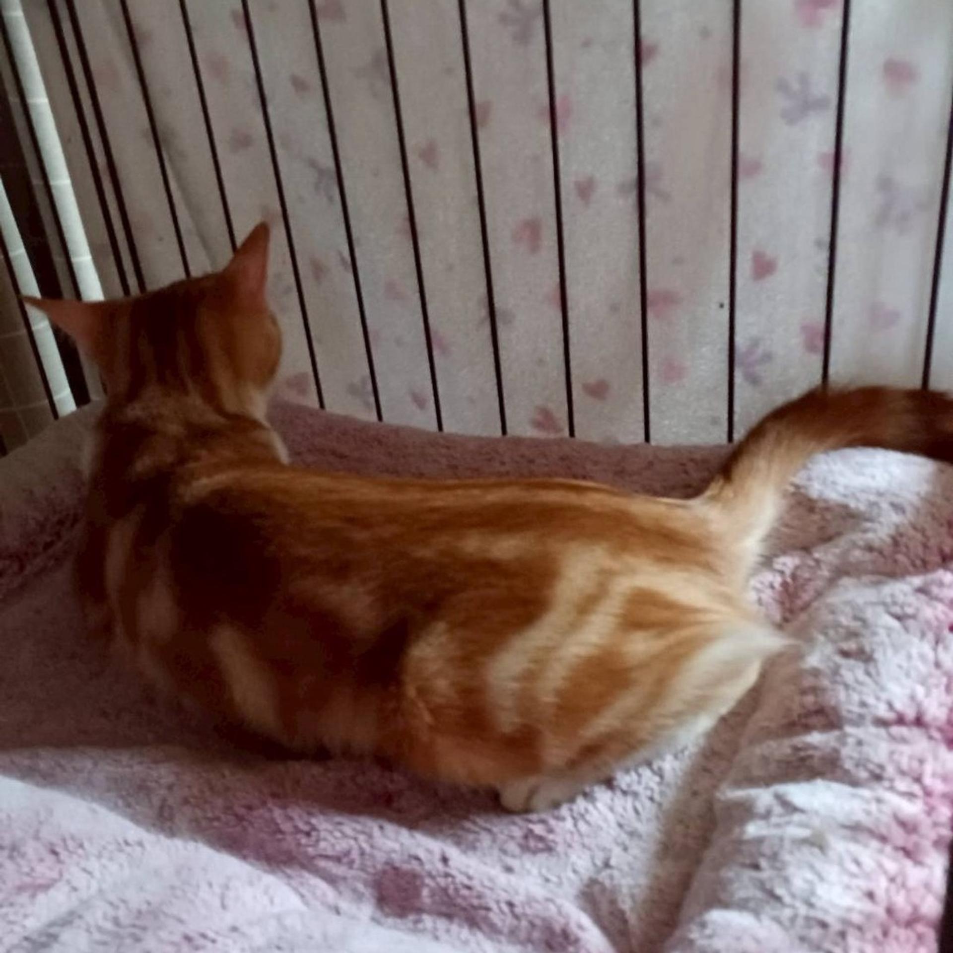 pet-image-5