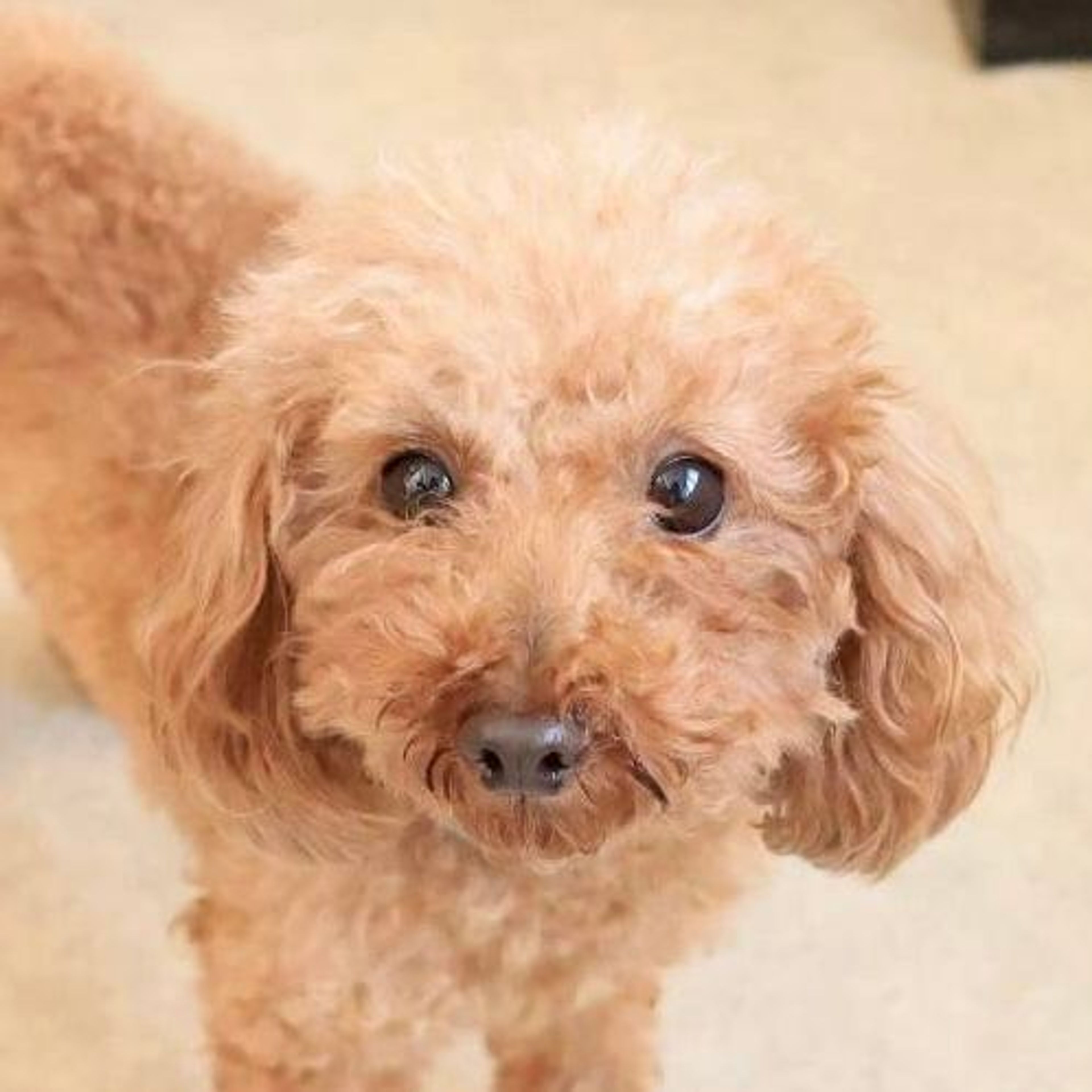 トイプードル・メスの里親募集の写真