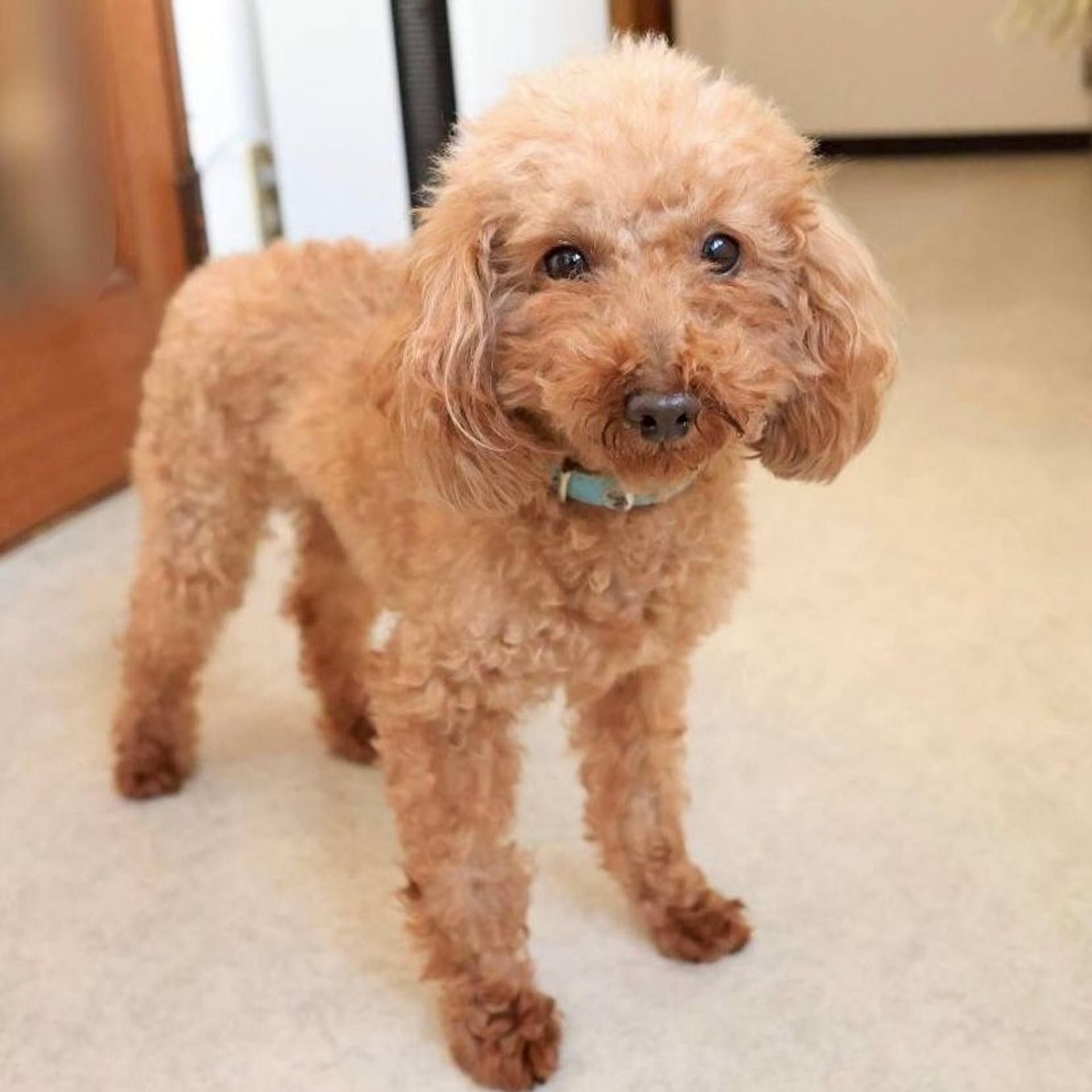 pet-image-4