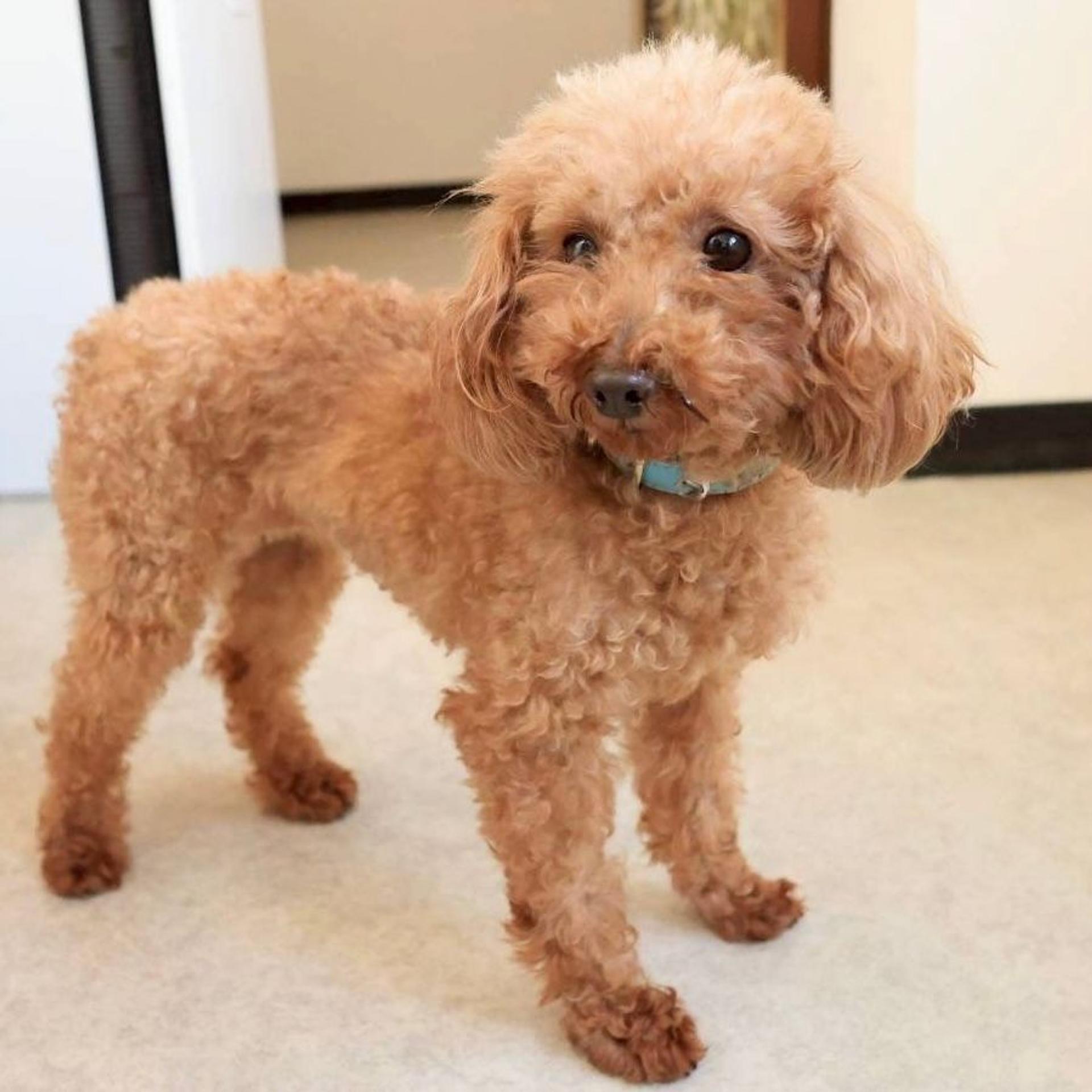 pet-image-5