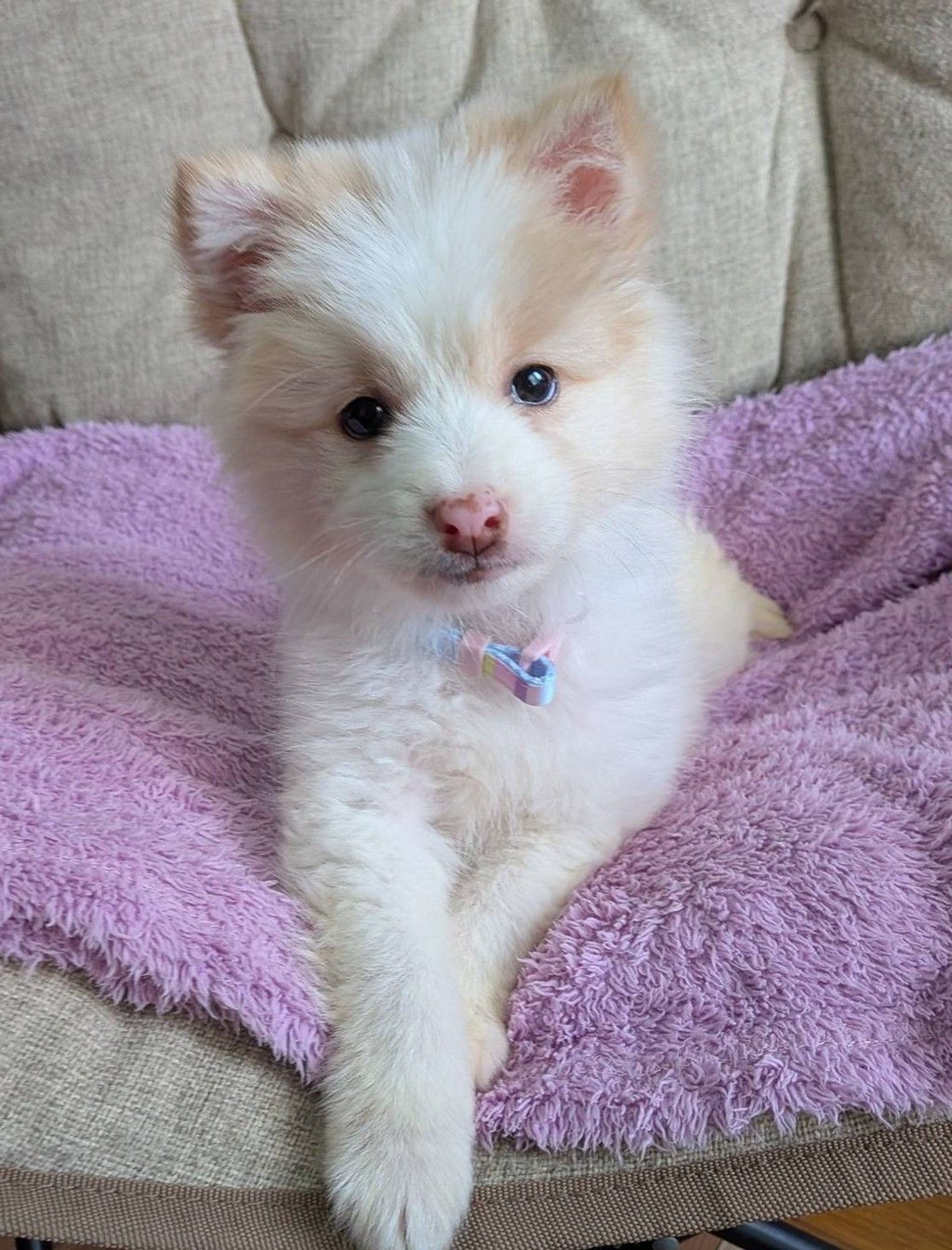 雑種（ミックス犬）・メスの里親募集の写真