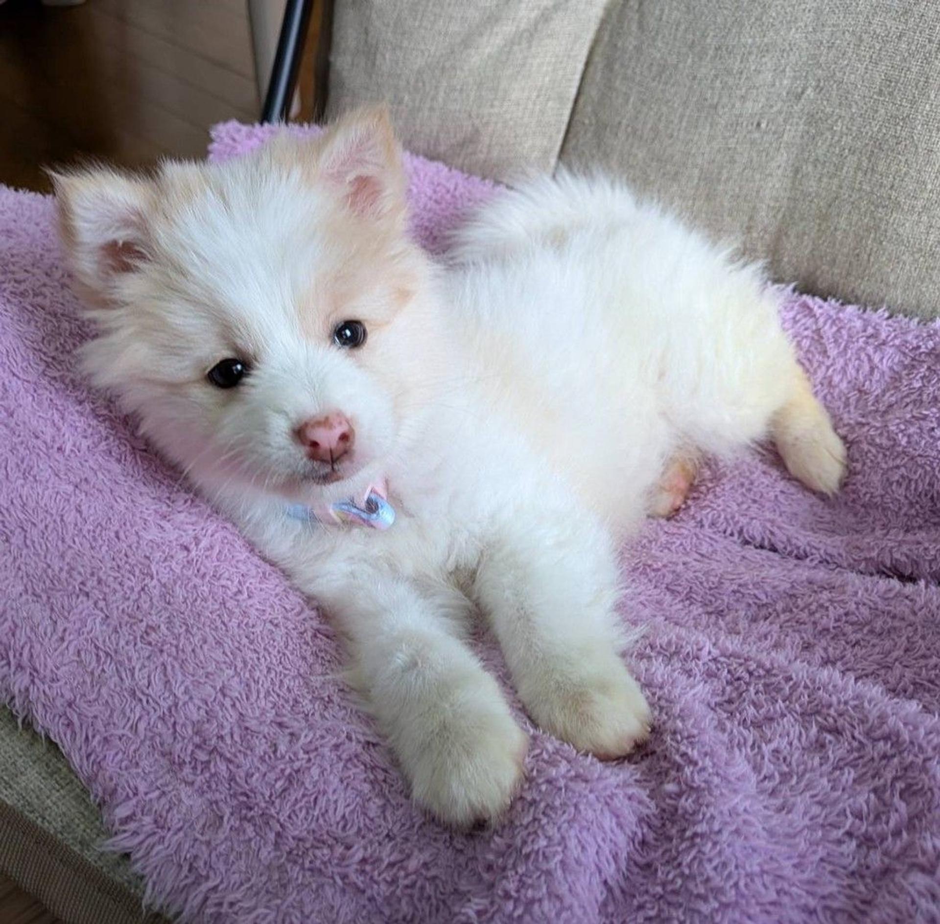 pet-image-5