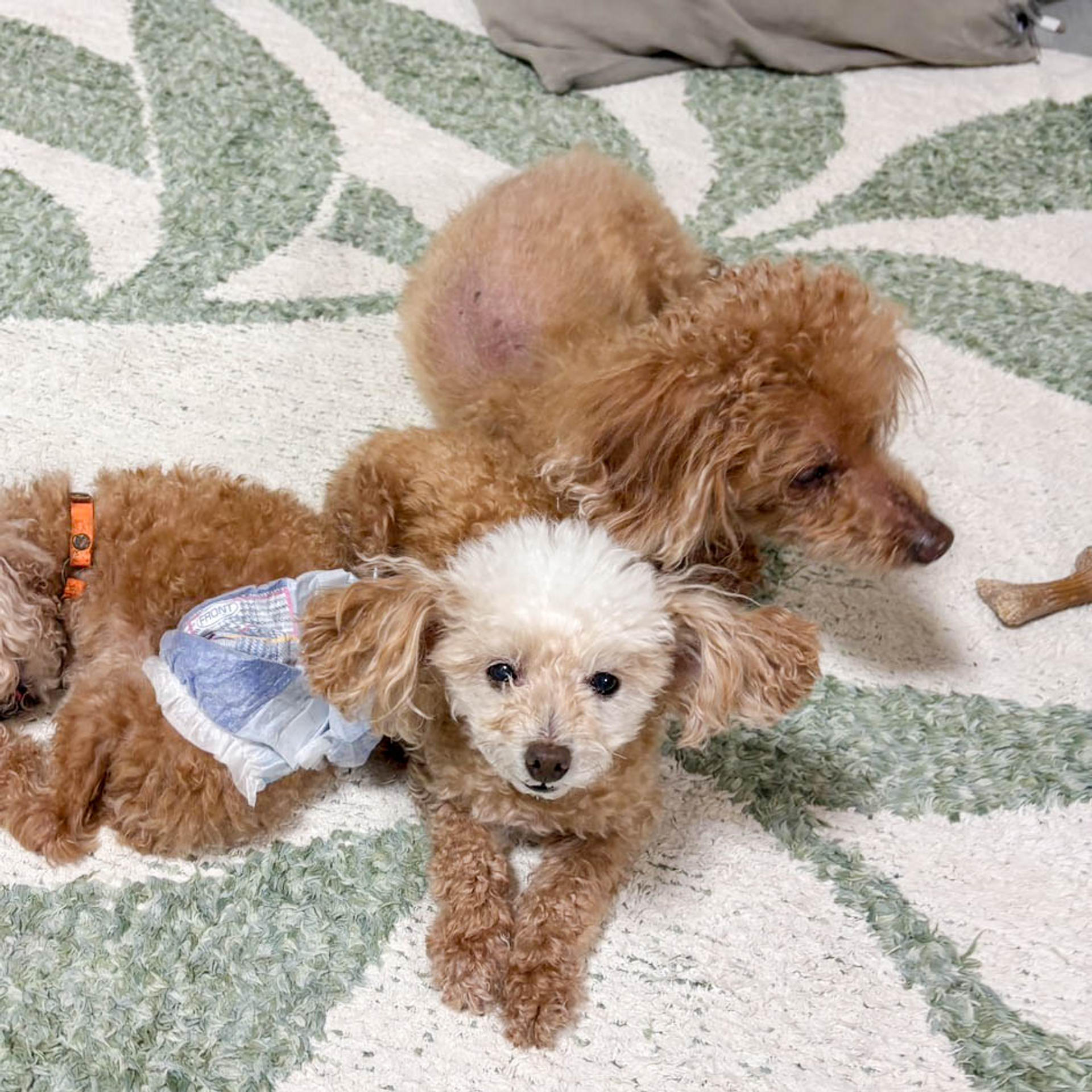 pet-image-4