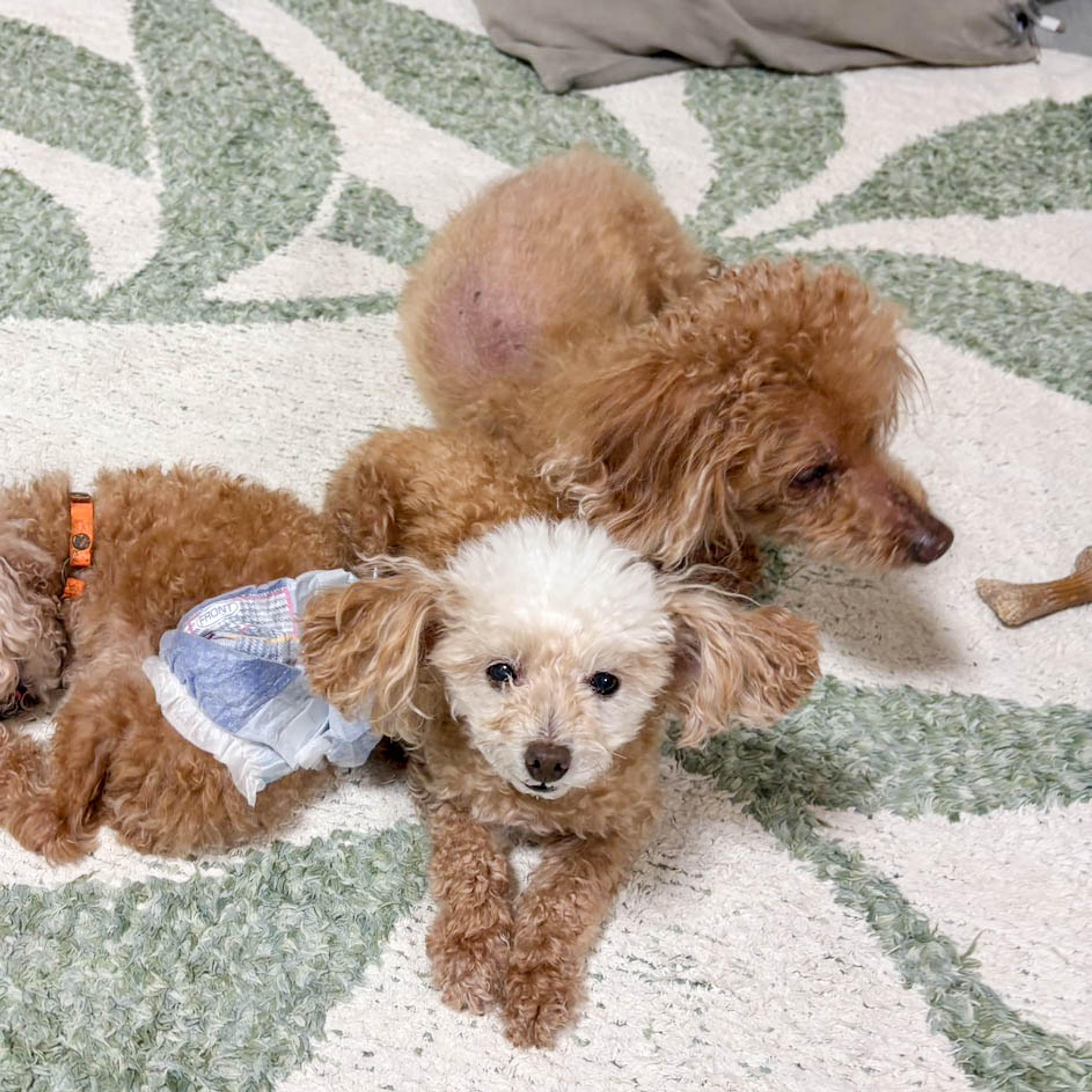 pet-image-4