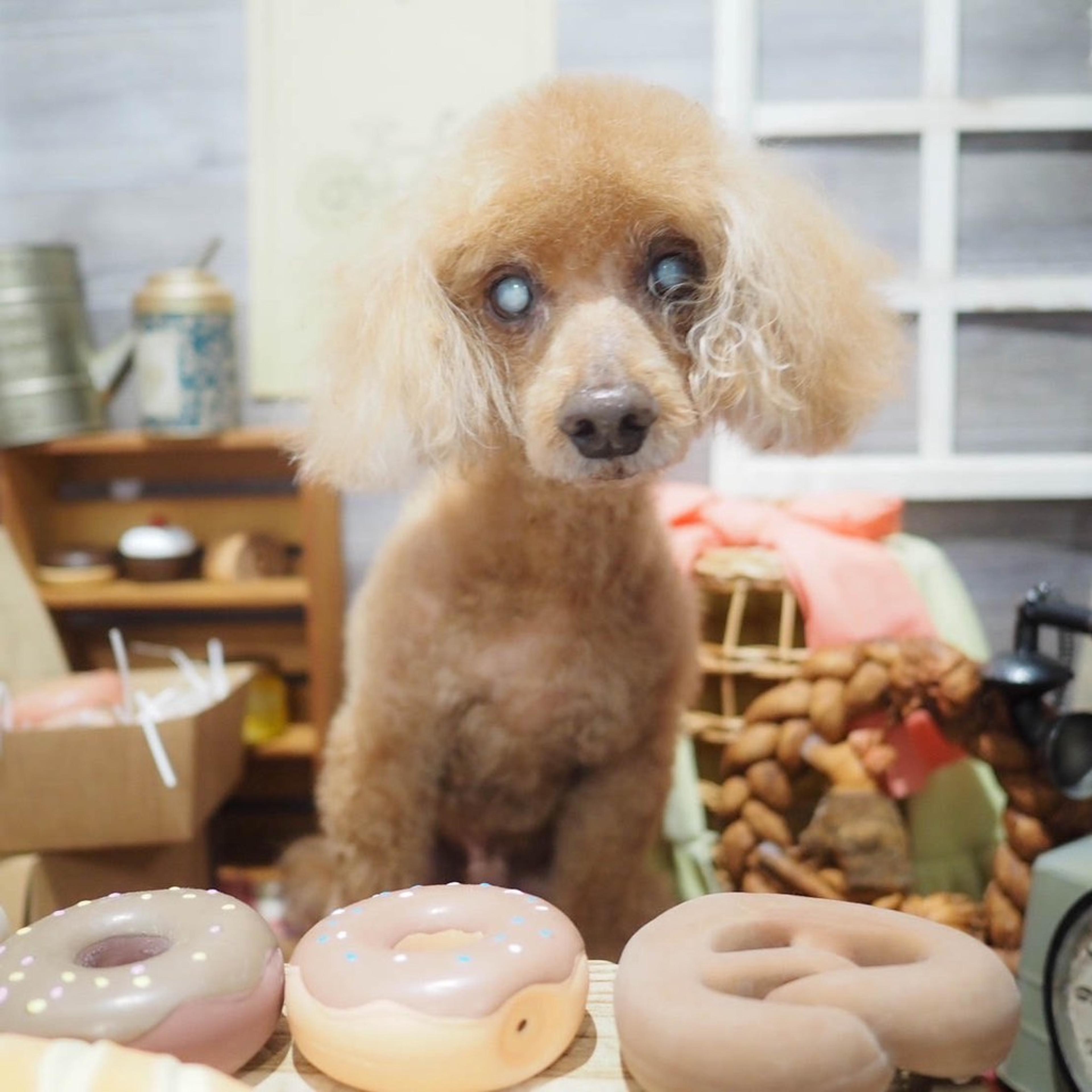 pet-image-5