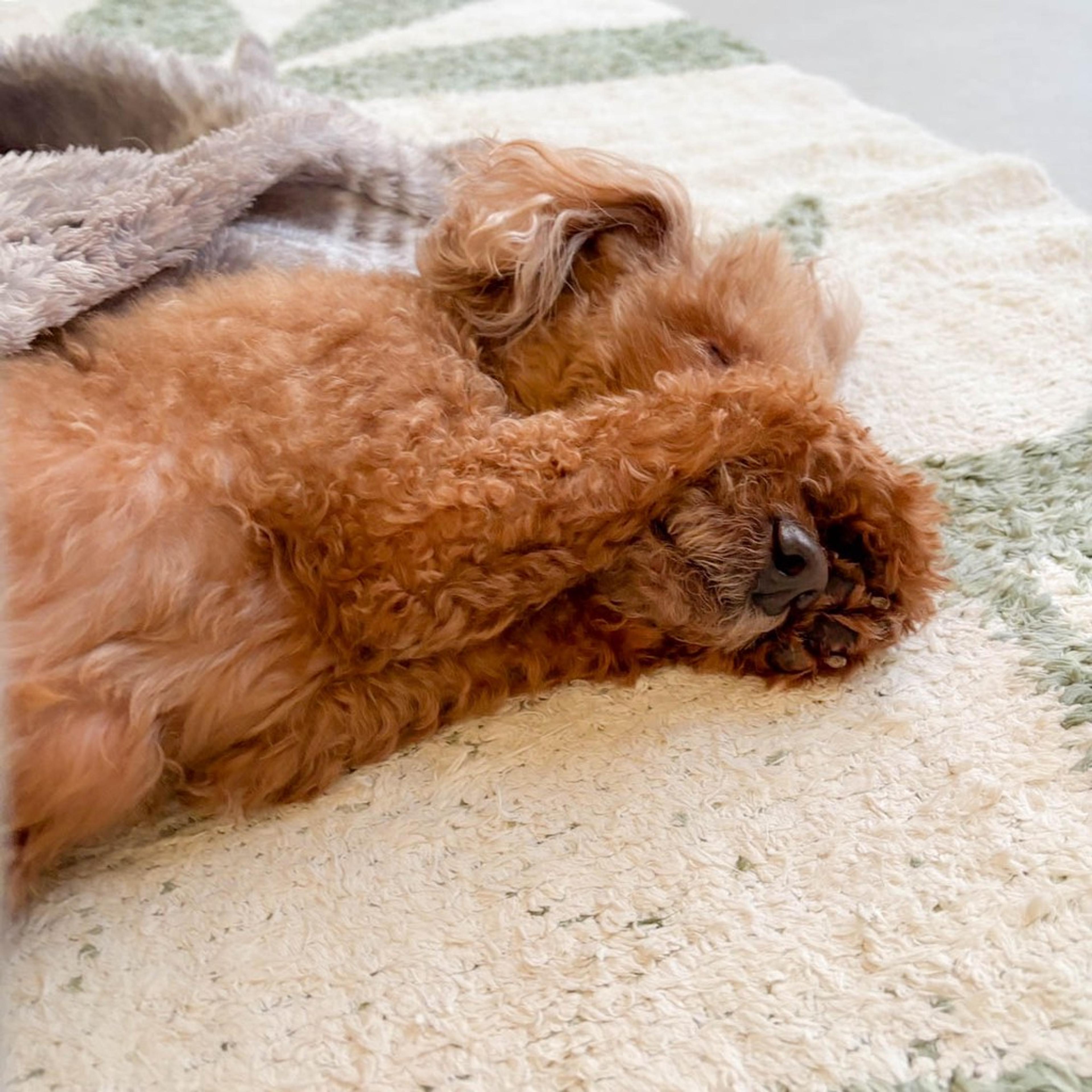 pet-image-7
