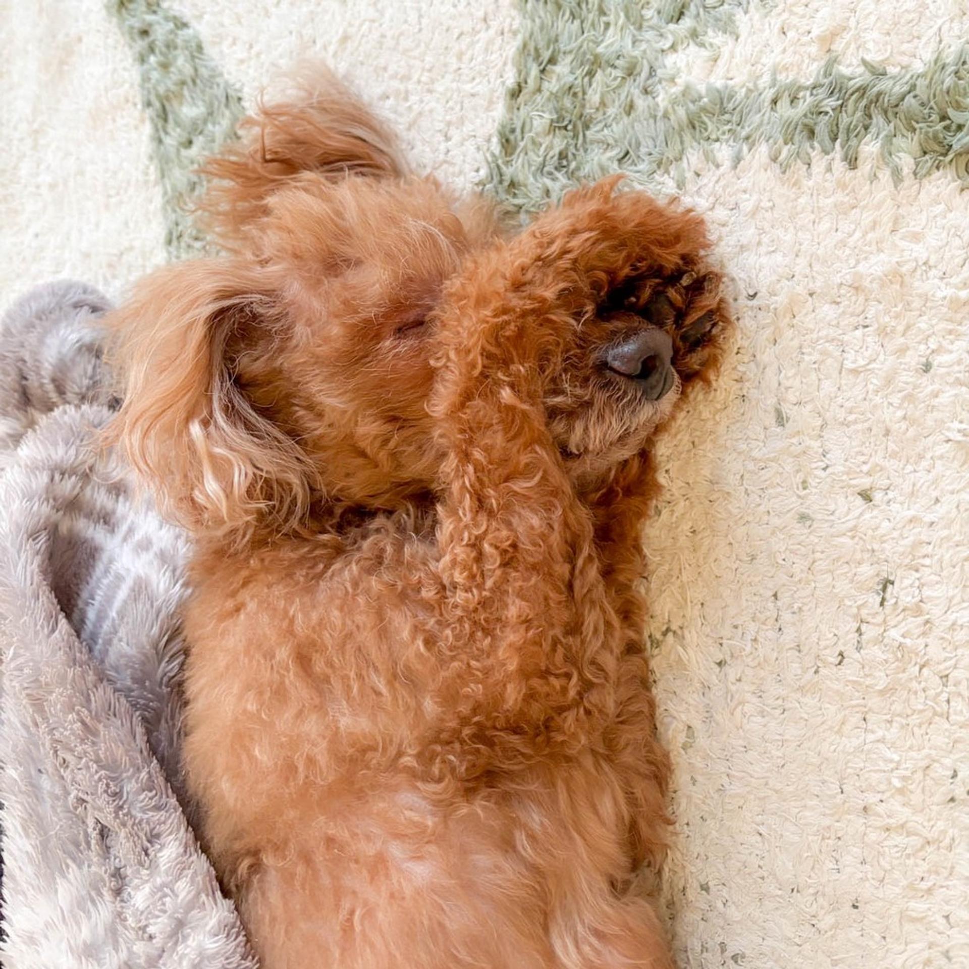 pet-image-8