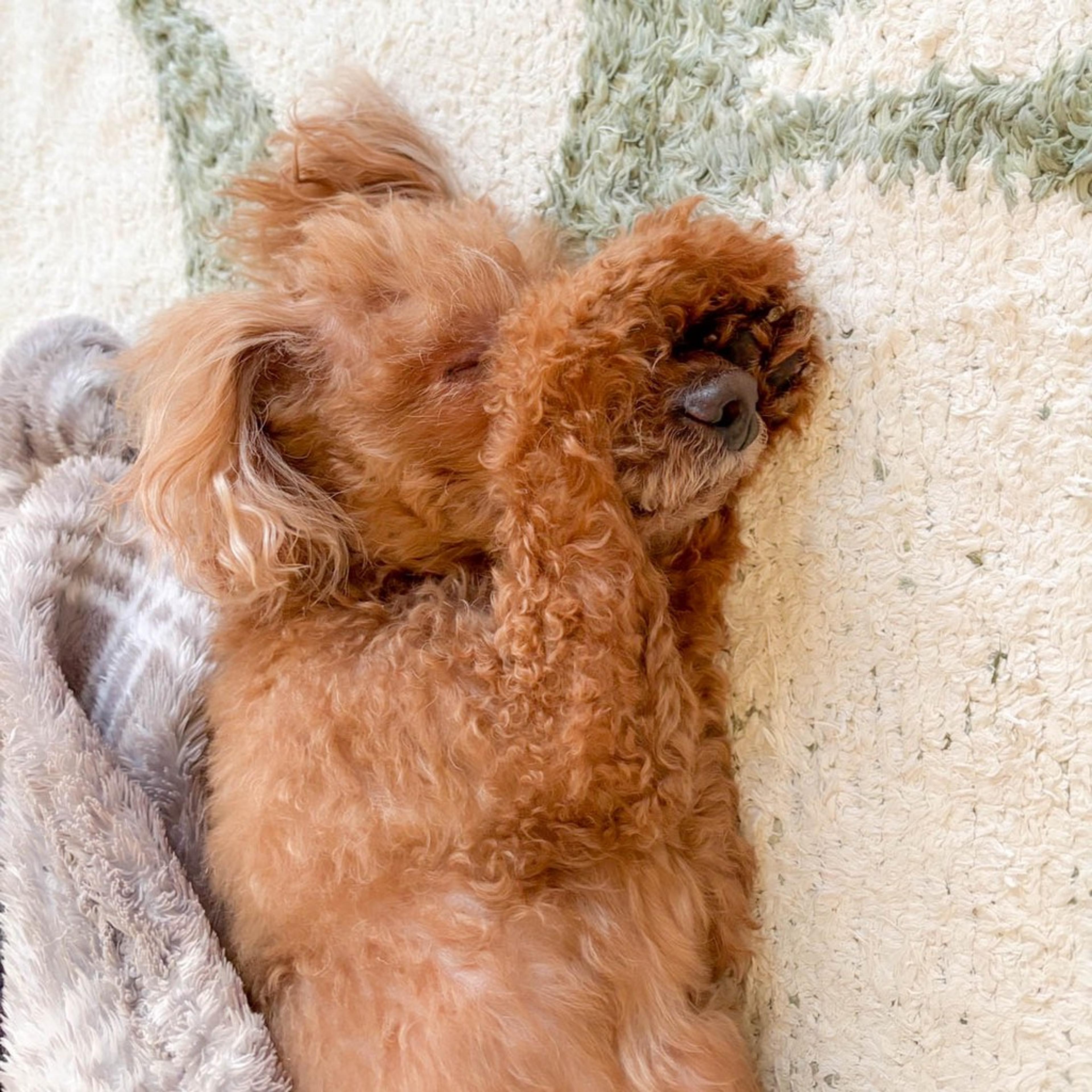 pet-image-8