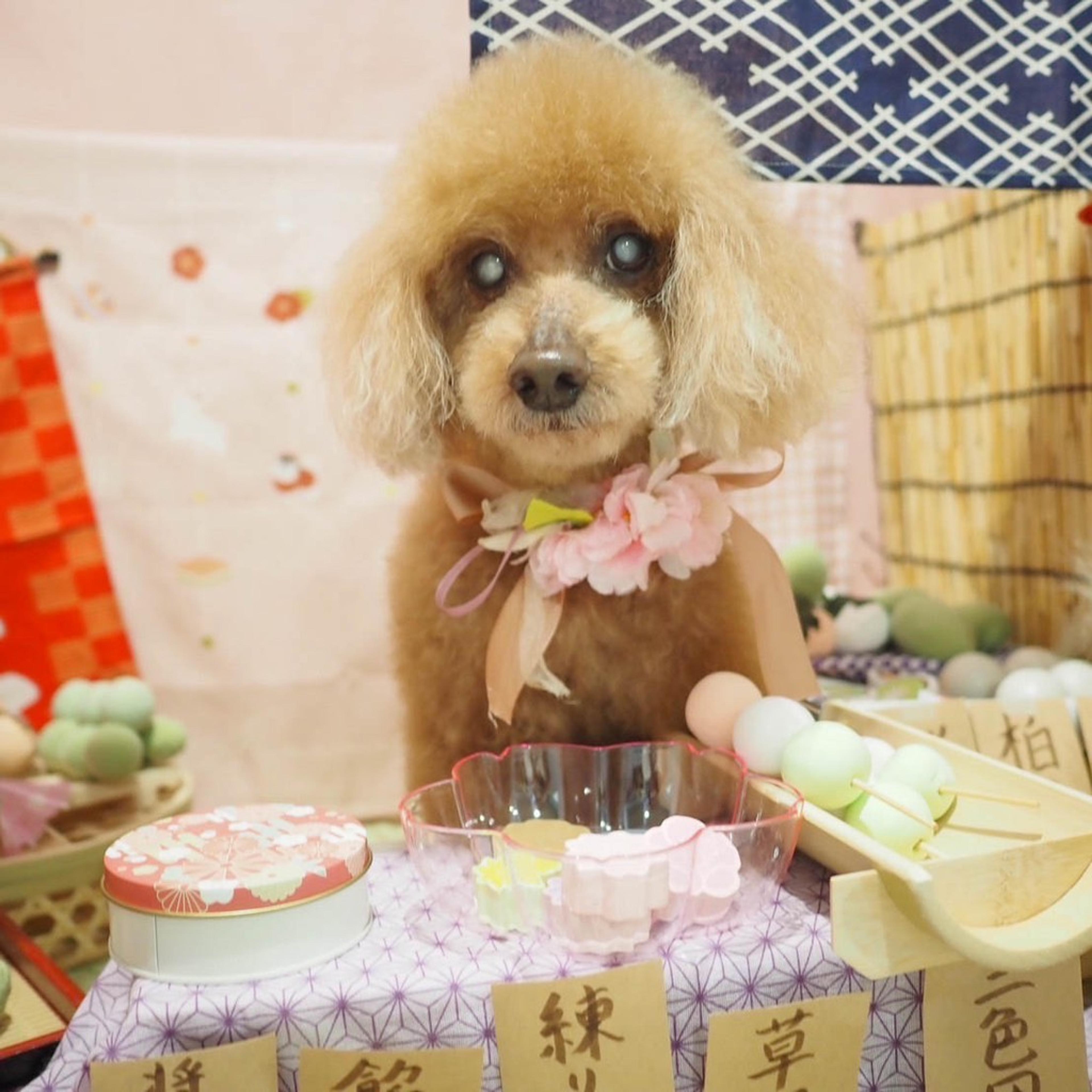 pet-image-9
