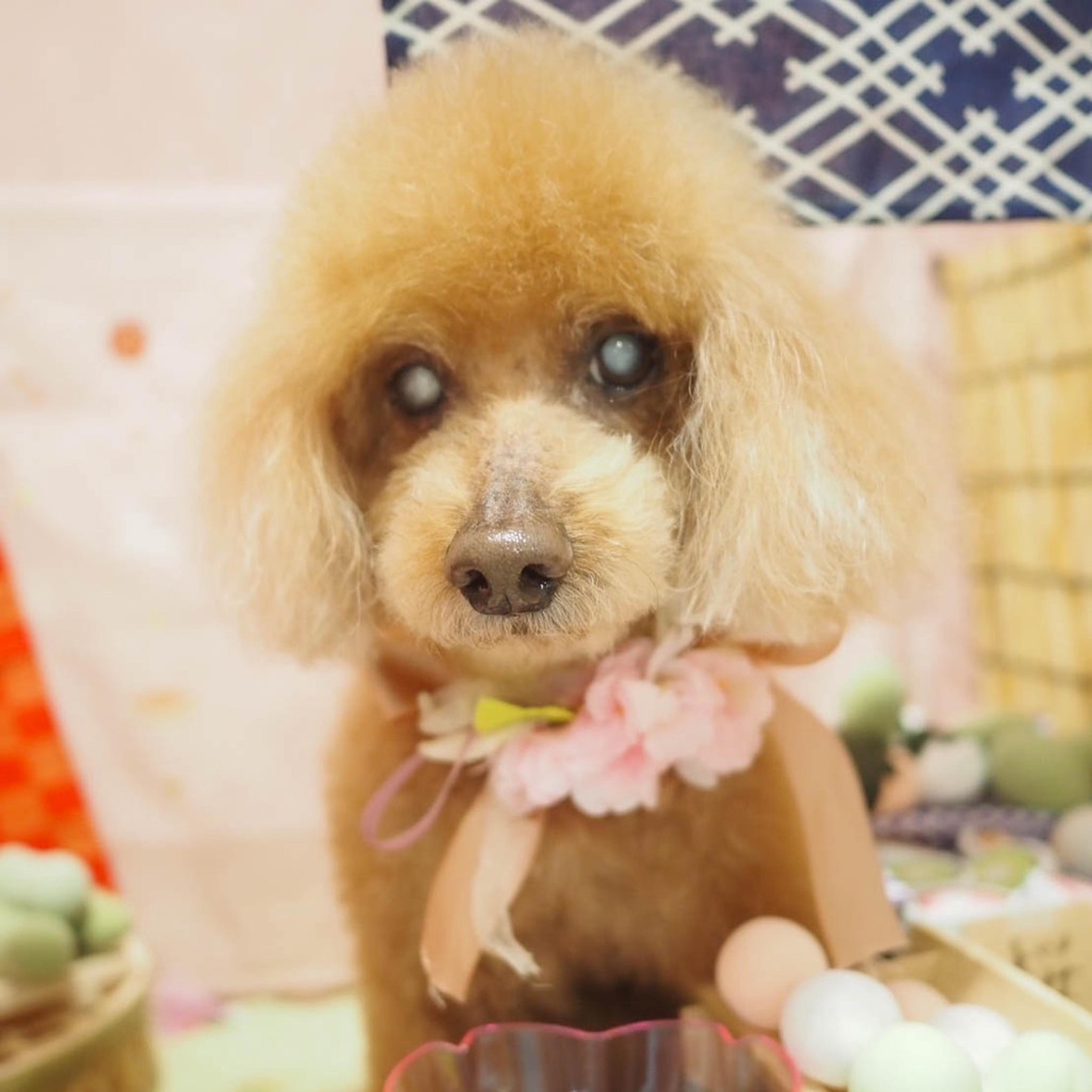 pet-image-10