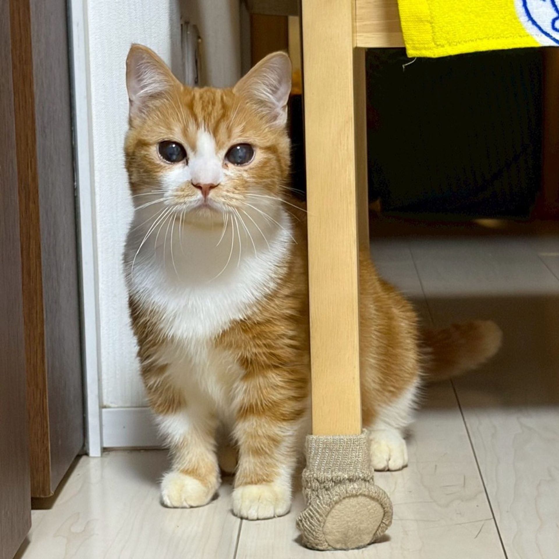 雑種（ミックス猫）・オスの里親募集の写真