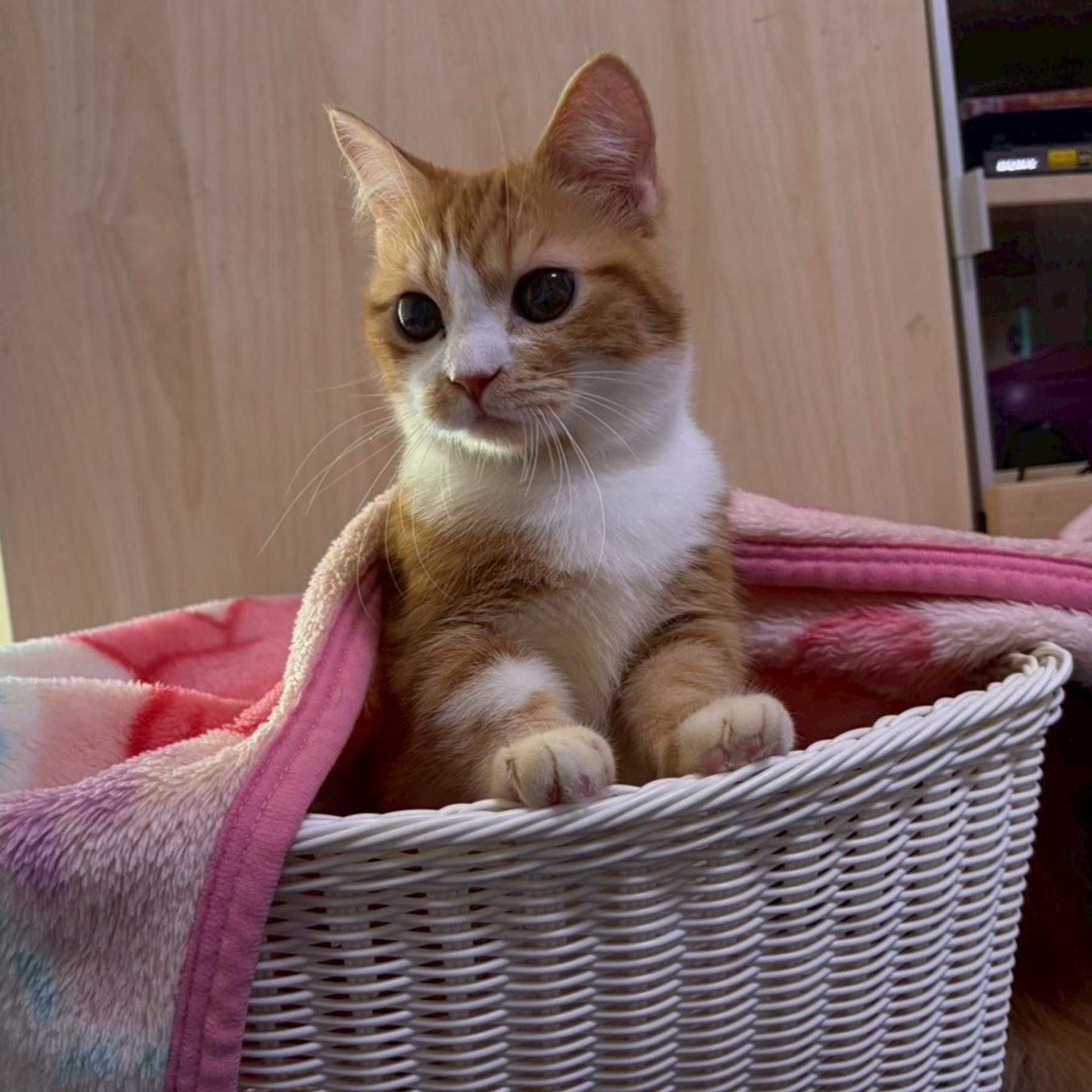 pet-image-4