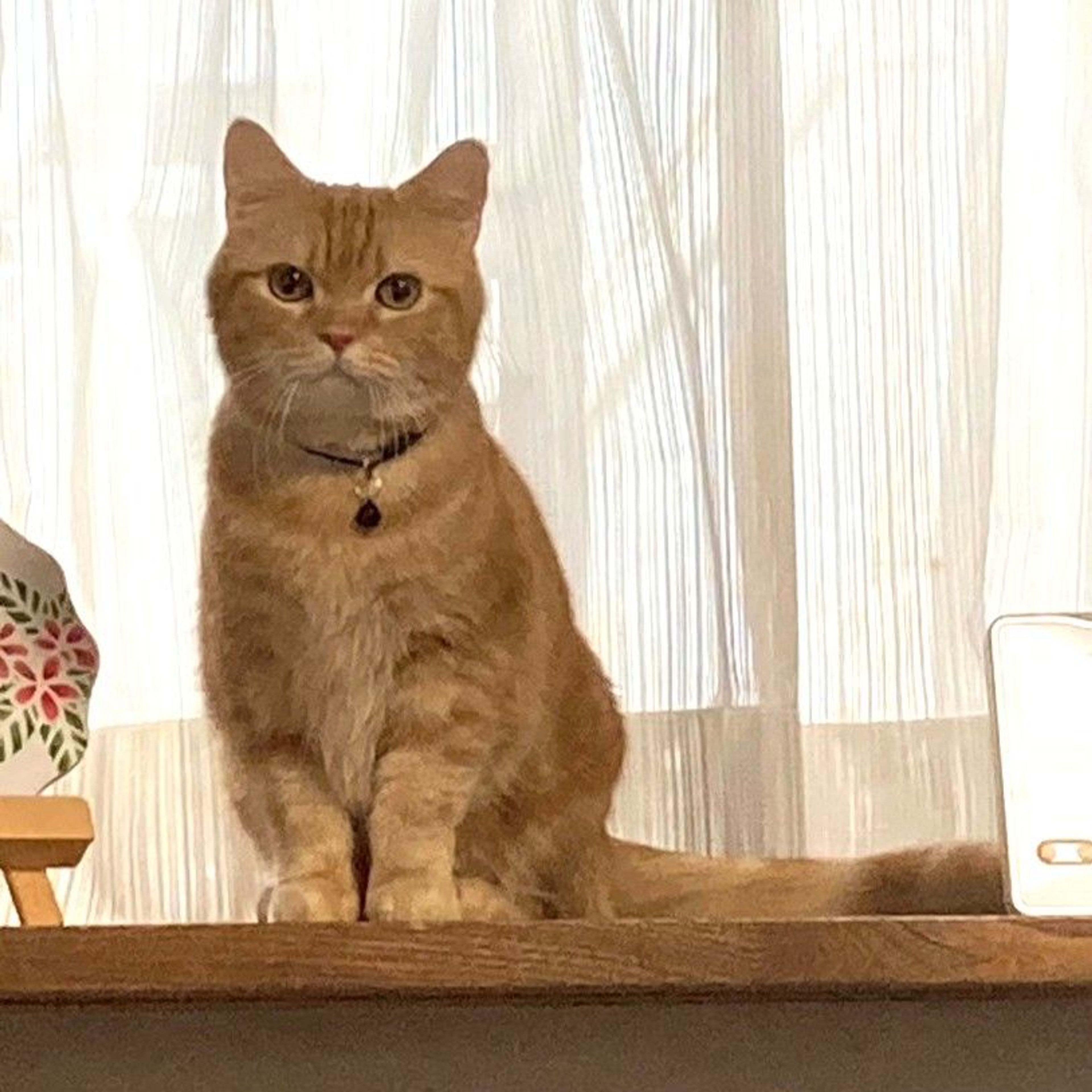 雑種（ミックス猫）・オスの里親募集の写真