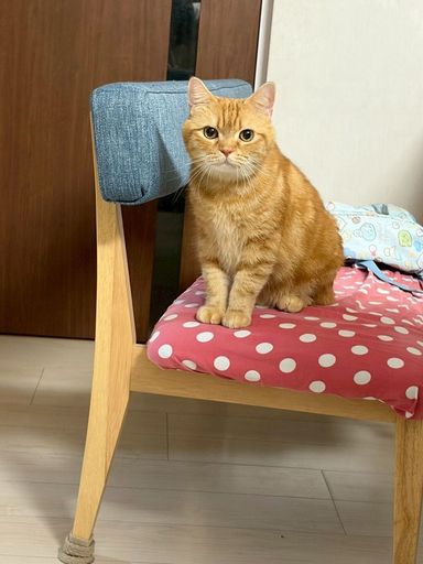 雑種（ミックス猫）・オスの里親募集の写真