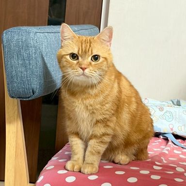 雑種（ミックス猫）・オスの里親募集の写真