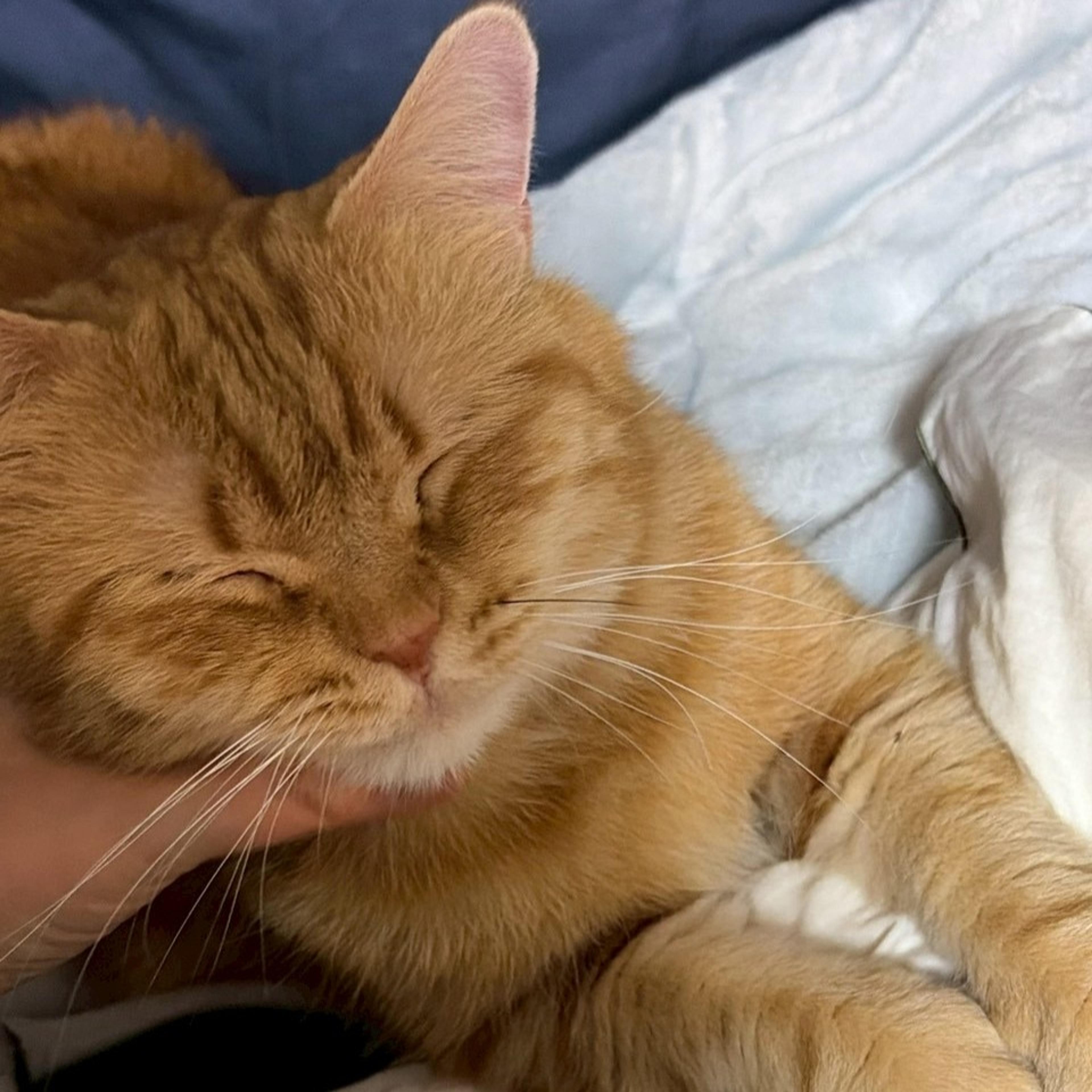 pet-image-6