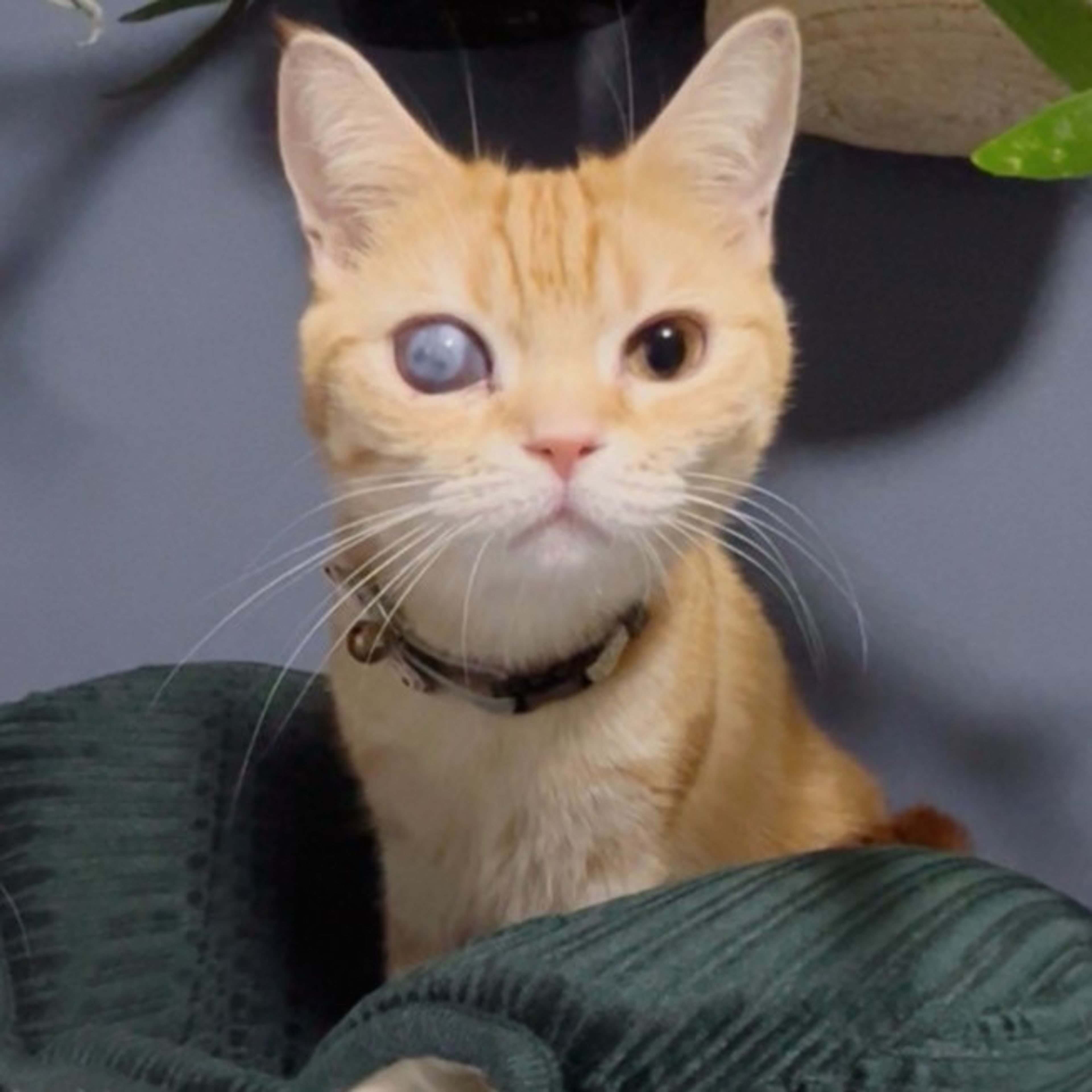 雑種（ミックス猫）・メスの里親募集の写真