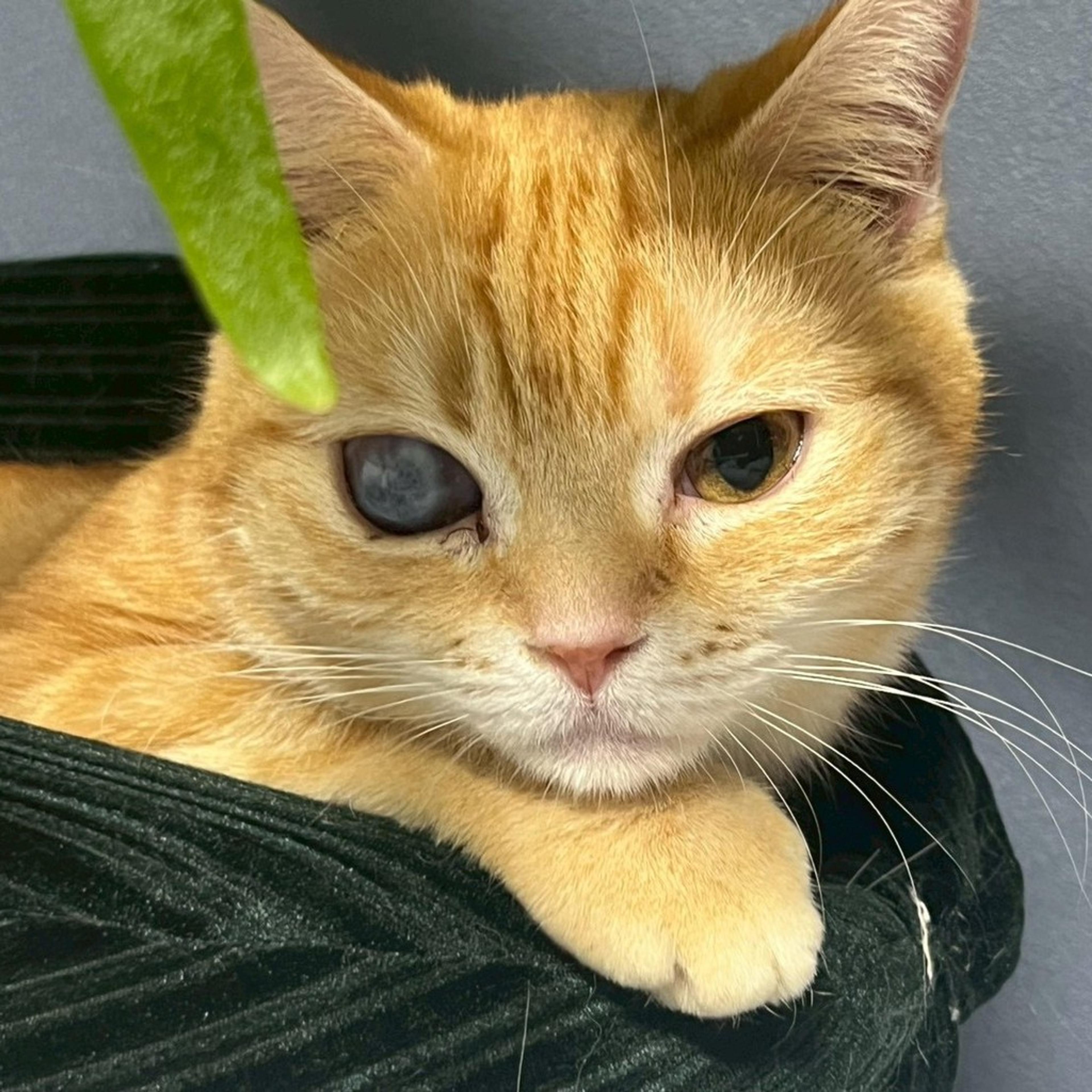 pet-image-3