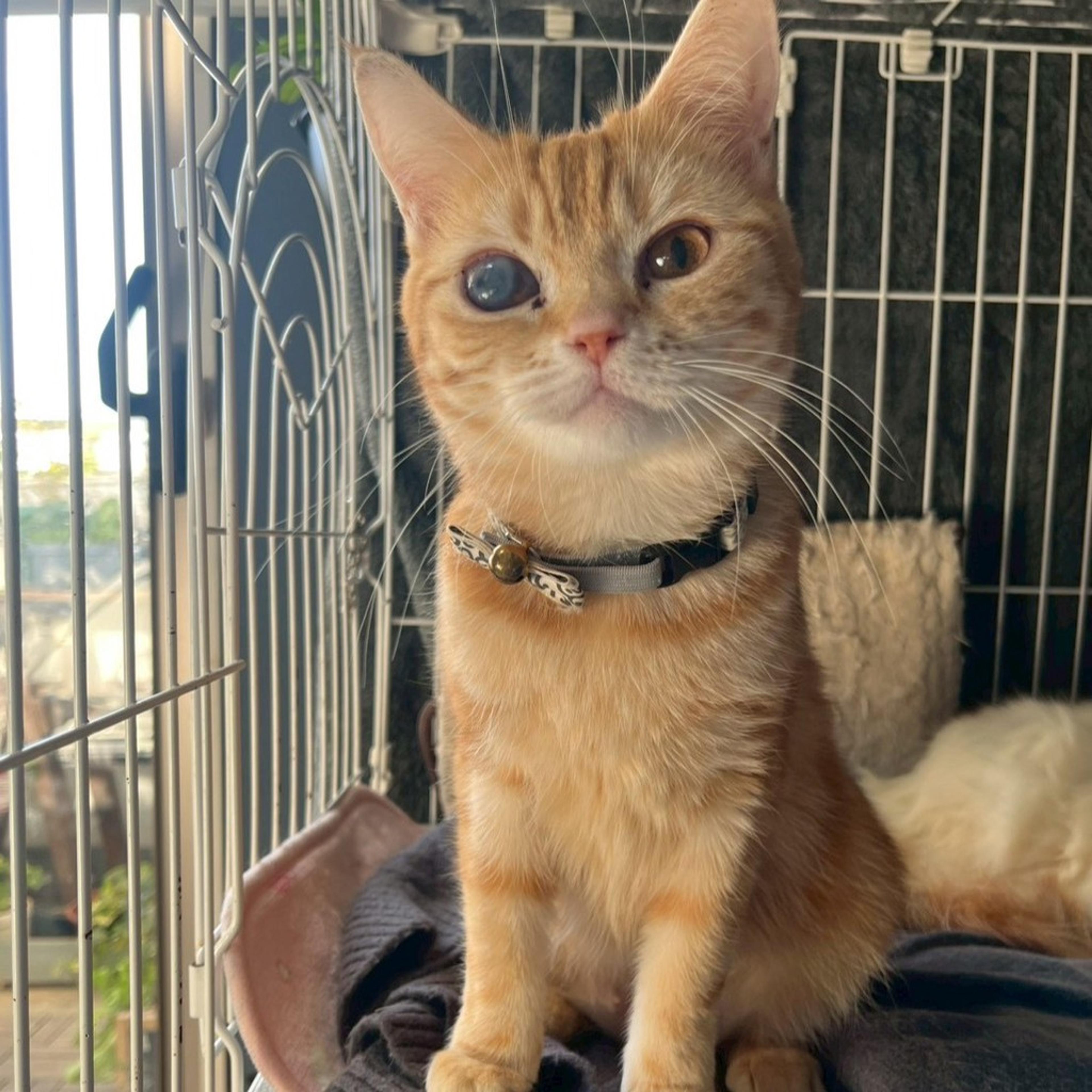 pet-image-4